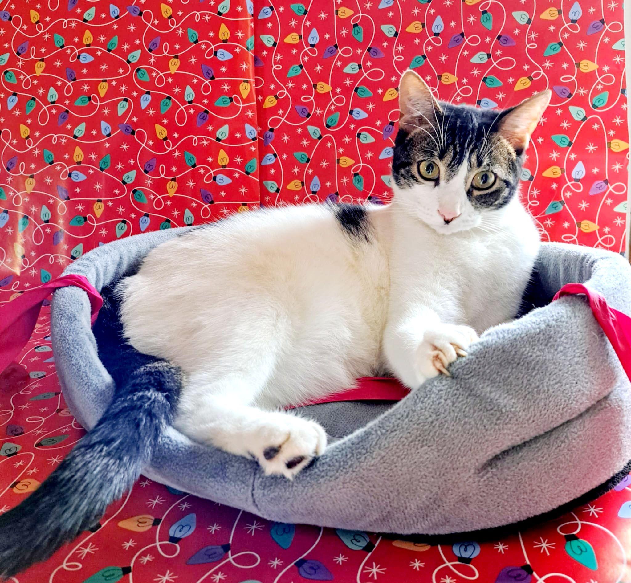 Enlarge Parfait Picasso, a Adopted Domestic Short Hair in Montreal, QC image 3/6