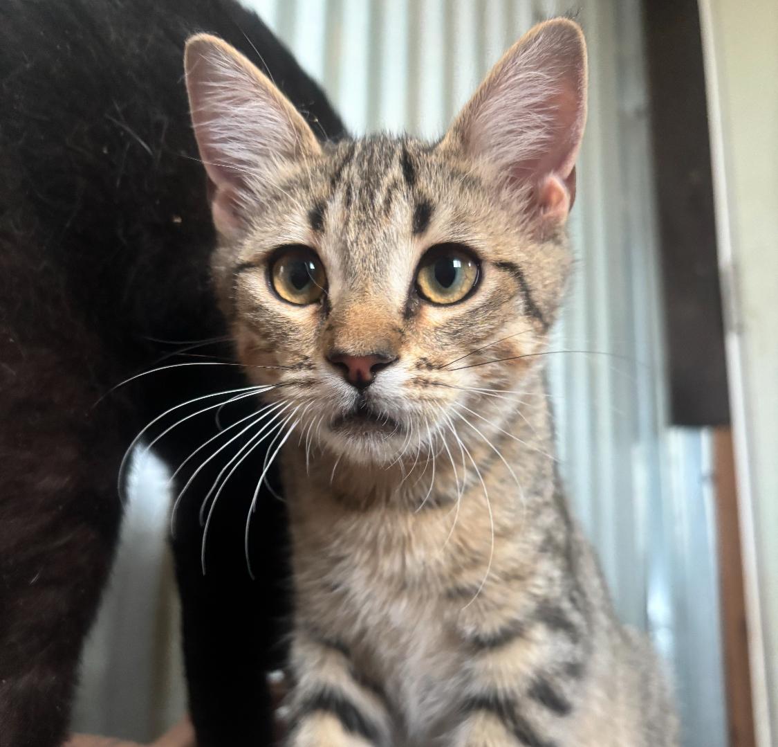 Ben, ADOPTABLE, Kitten Male Tabby.