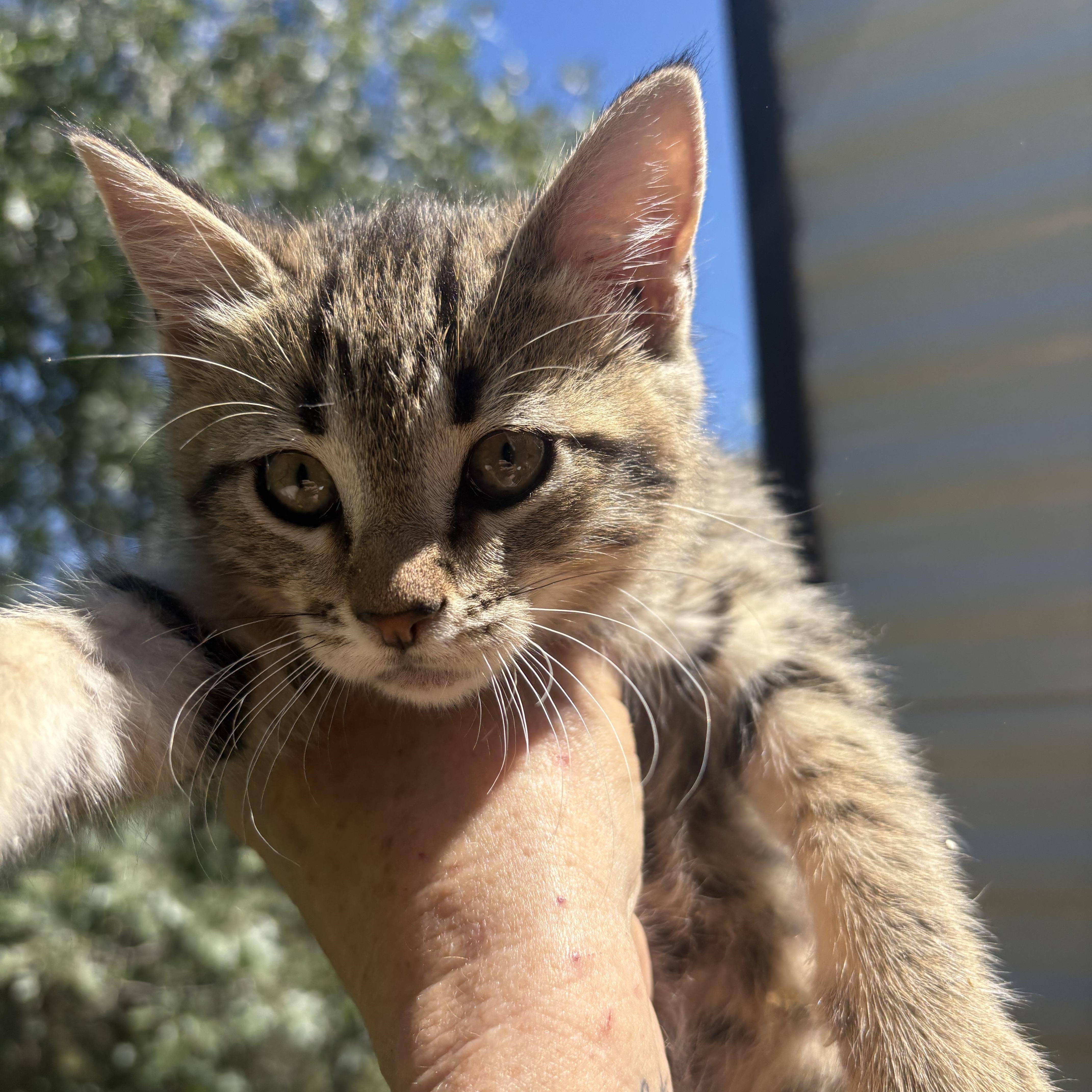 Ben, a ADOPTABLE Tabby in San Diego, CA image 3/5