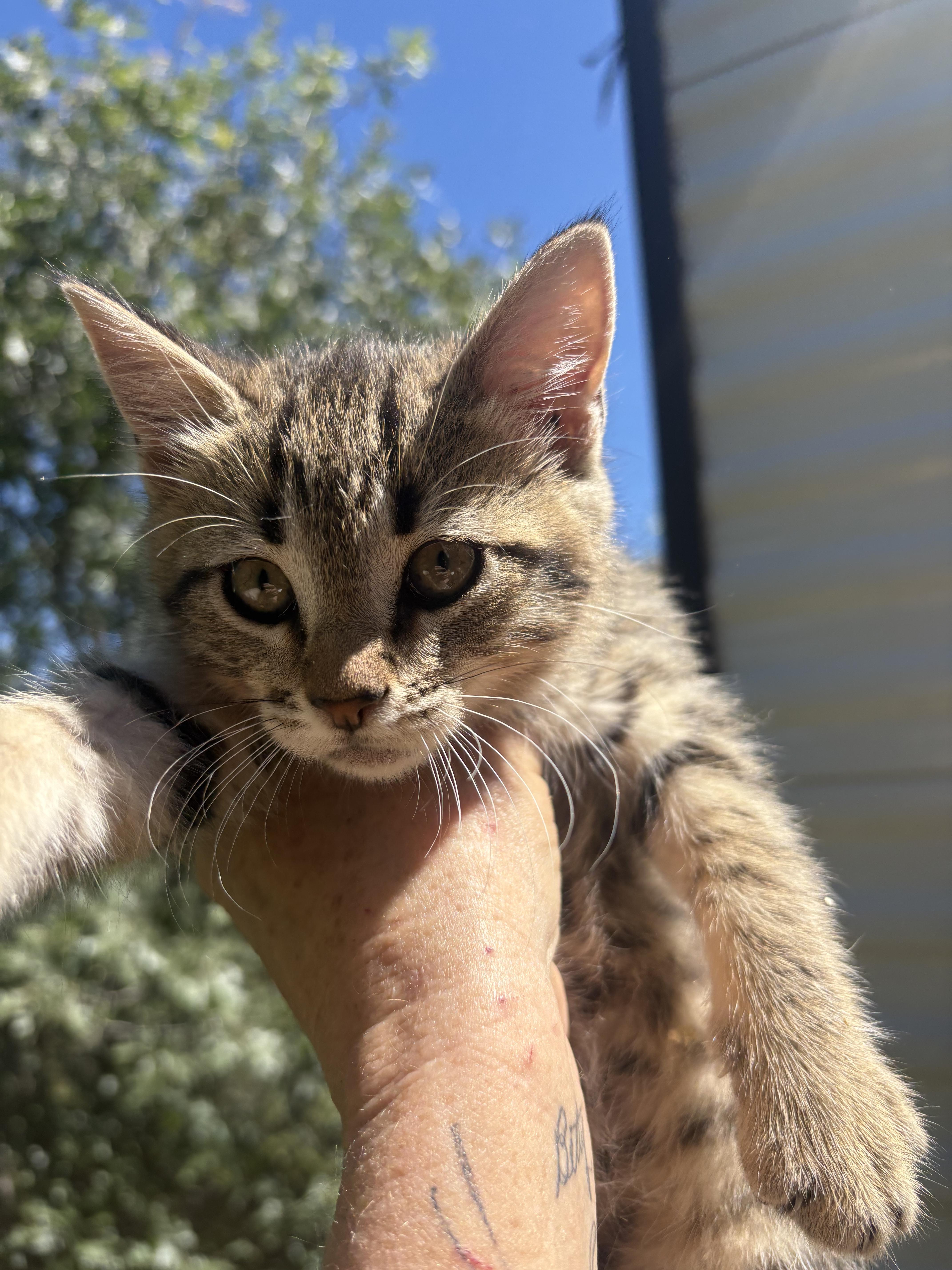 Enlarge Ben, a ADOPTABLE Tabby in San Diego, CA image 2/4
