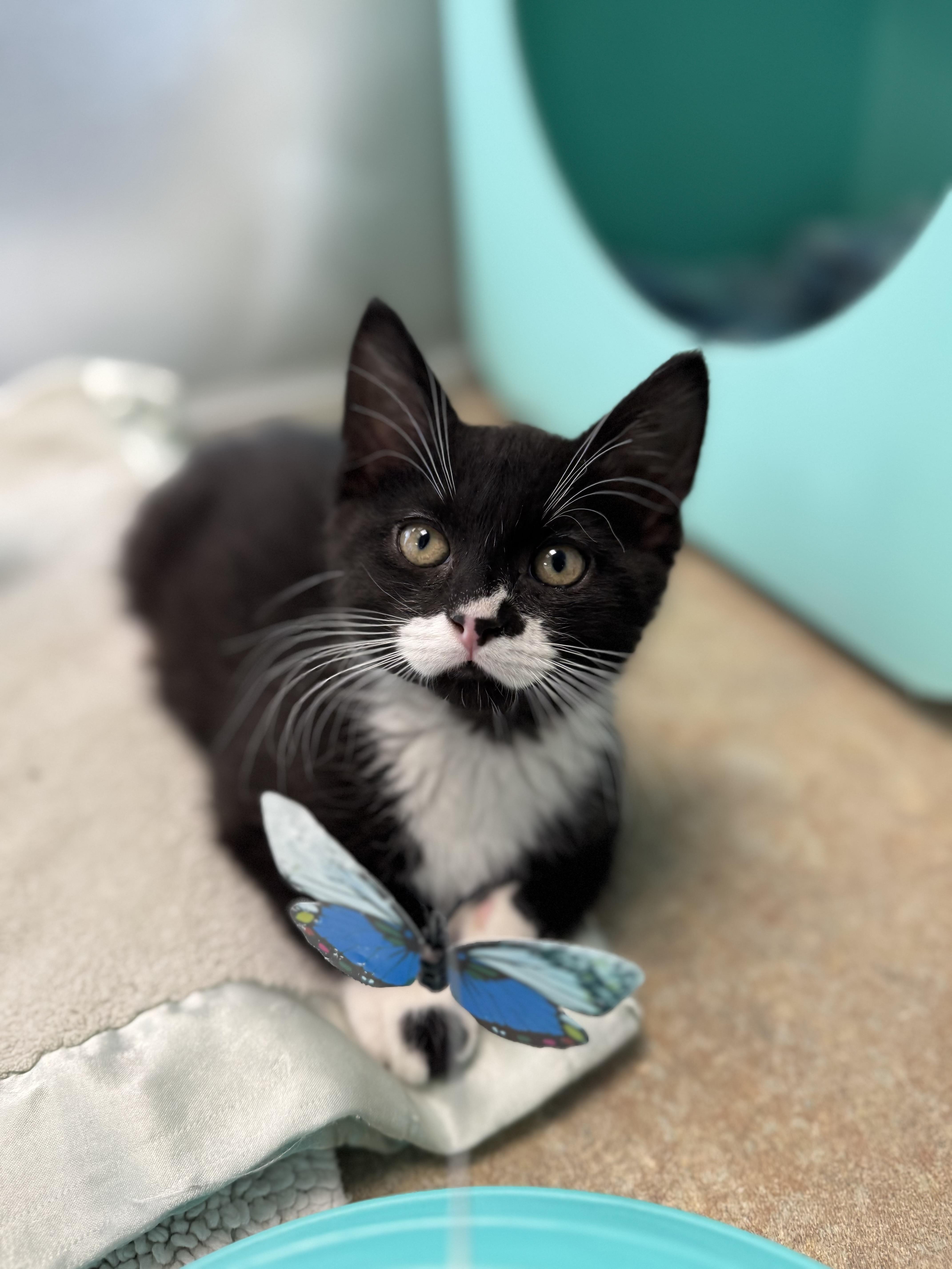 Enlarge Baby Groot, an adopted Domestic Short Hair in Eagle, CO image 1/3