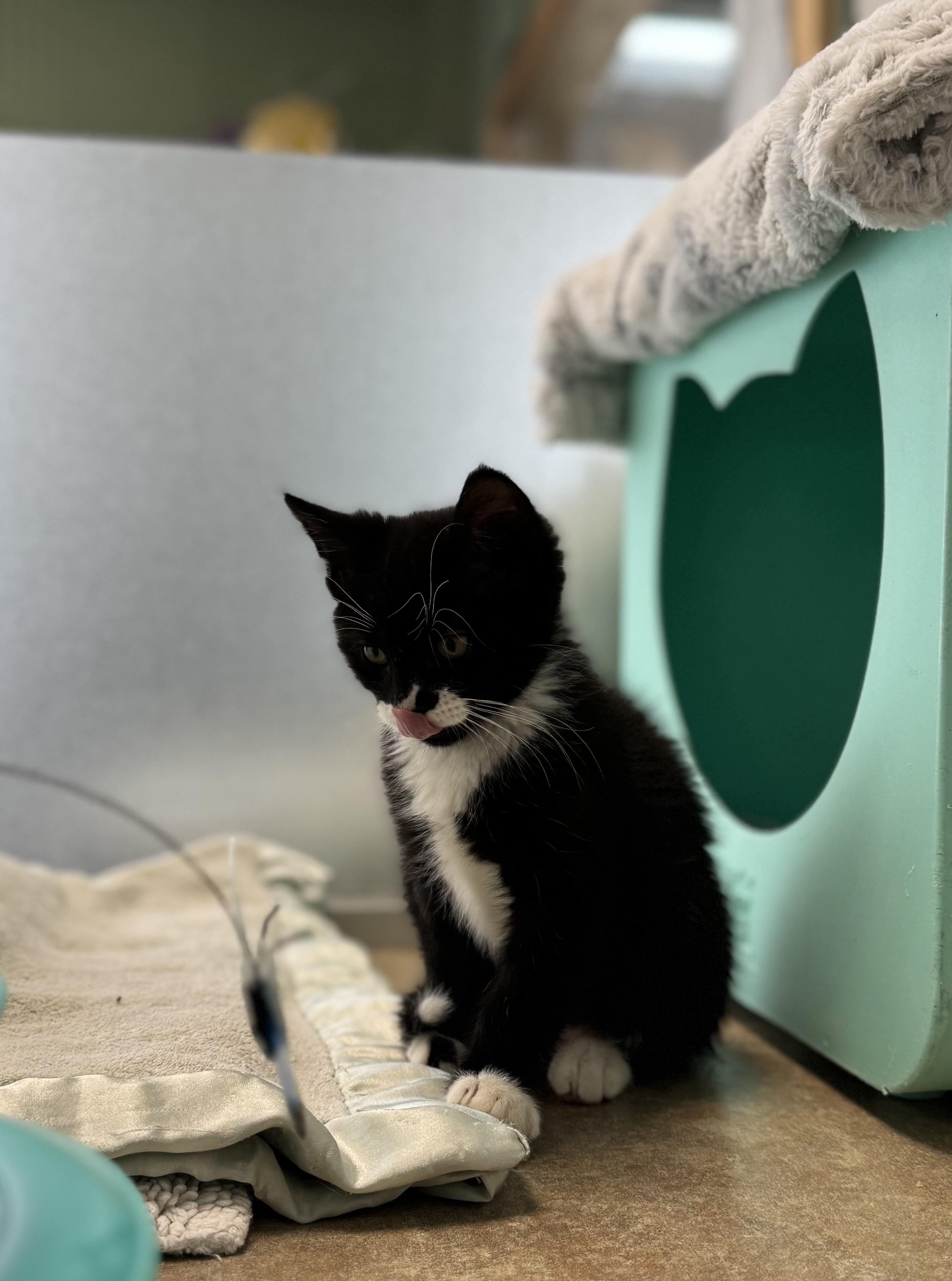 Enlarge Baby Groot, an adopted Domestic Short Hair in Eagle, CO image 3/3