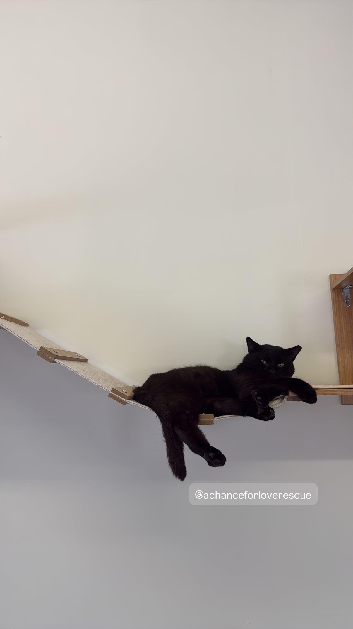 Poe, a Adoptable Domestic Short Hair in Branford, CT image 3/6