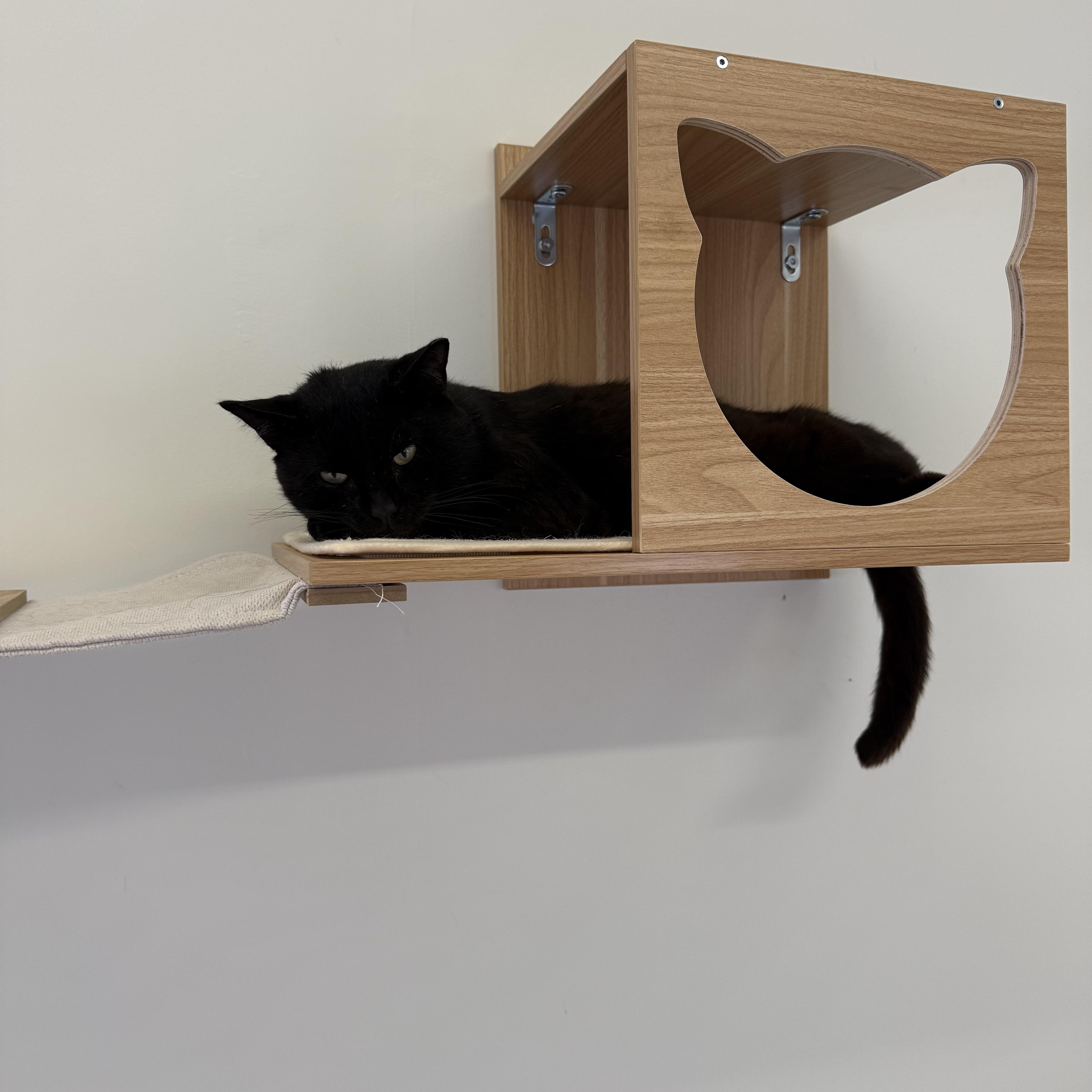Poe, a Adoptable Domestic Short Hair in Branford, CT image 4/6