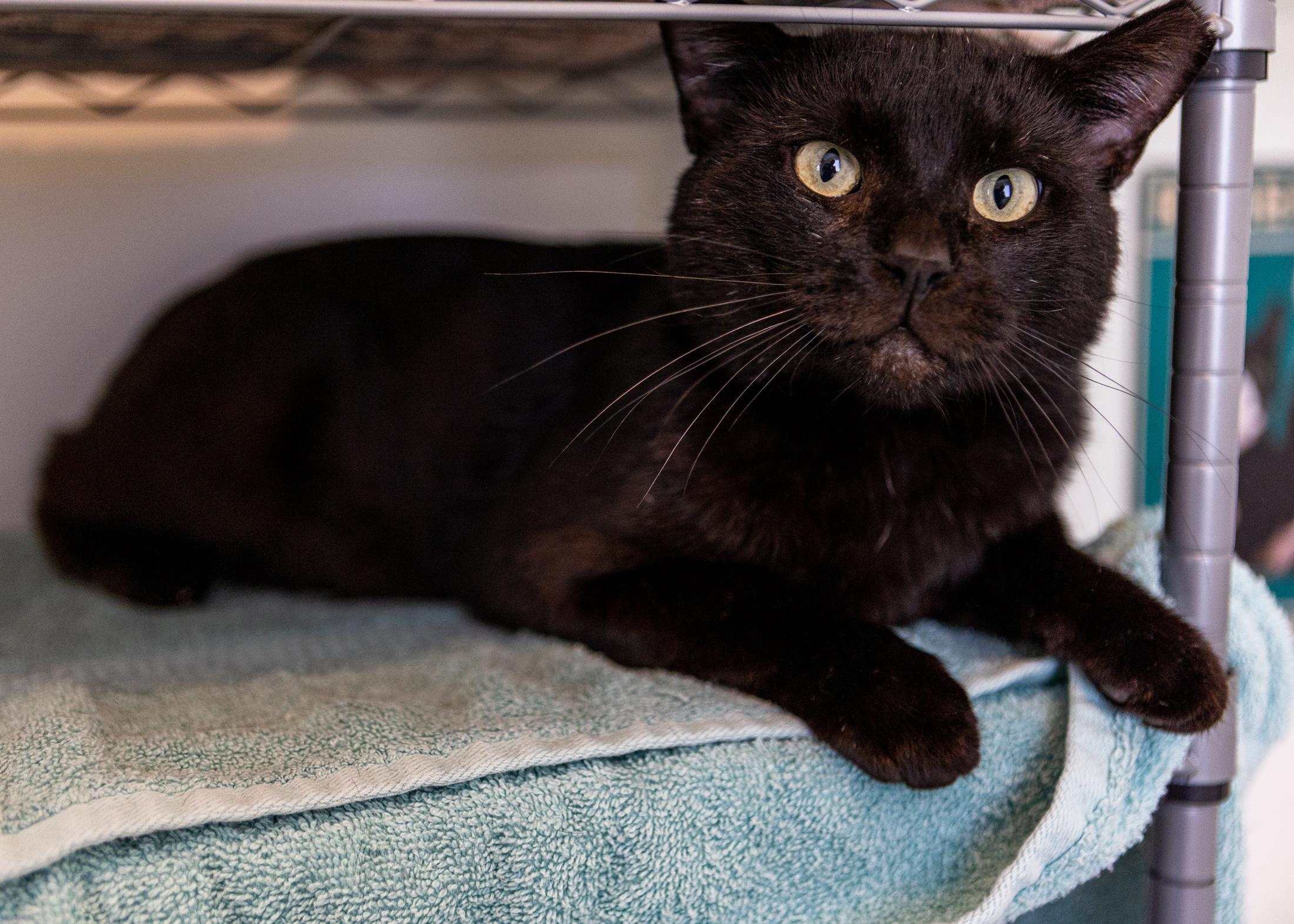 Poe, a Adoptable Domestic Short Hair in Branford, CT image 6/6