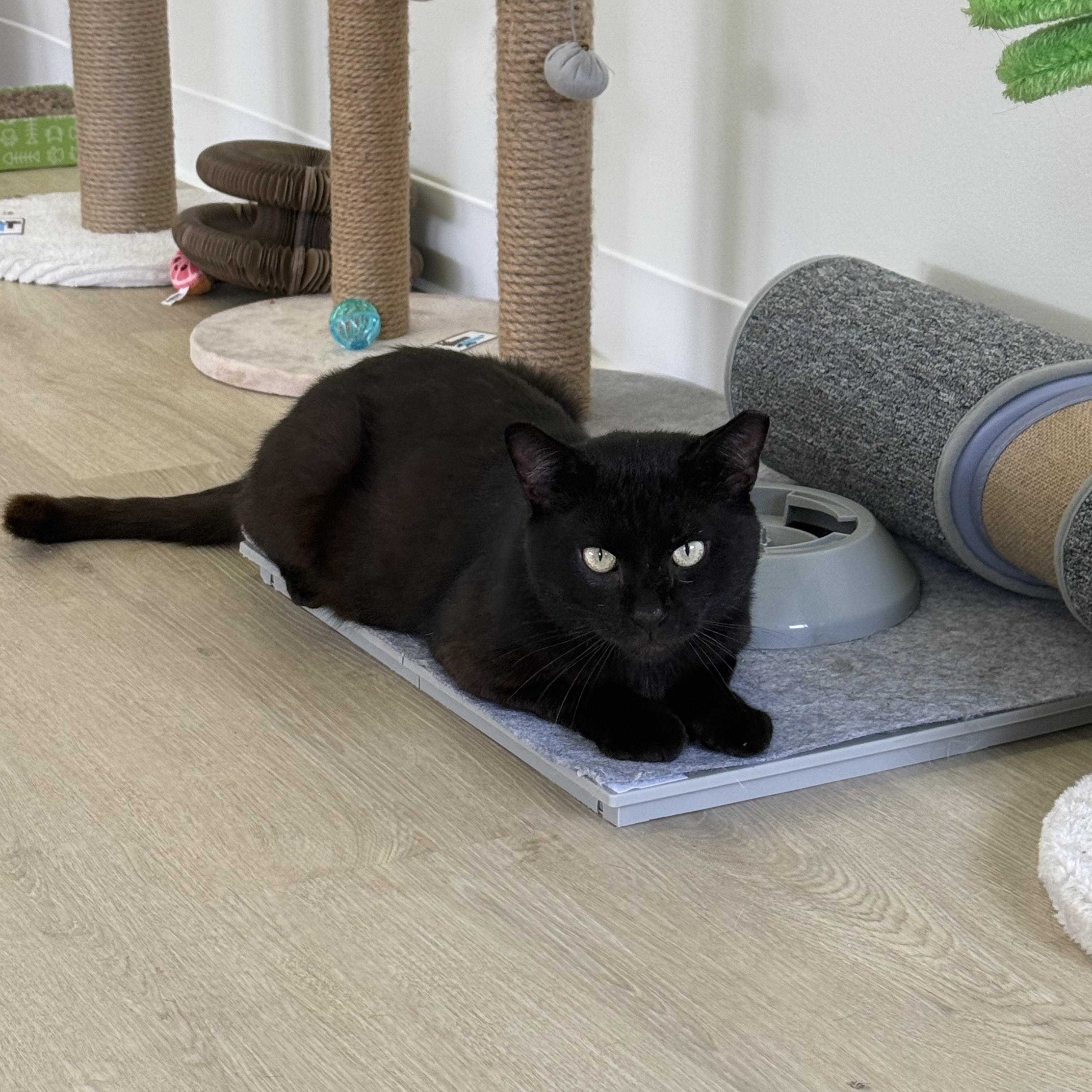 Poe, a Adoptable Domestic Short Hair in Branford, CT image 2/6