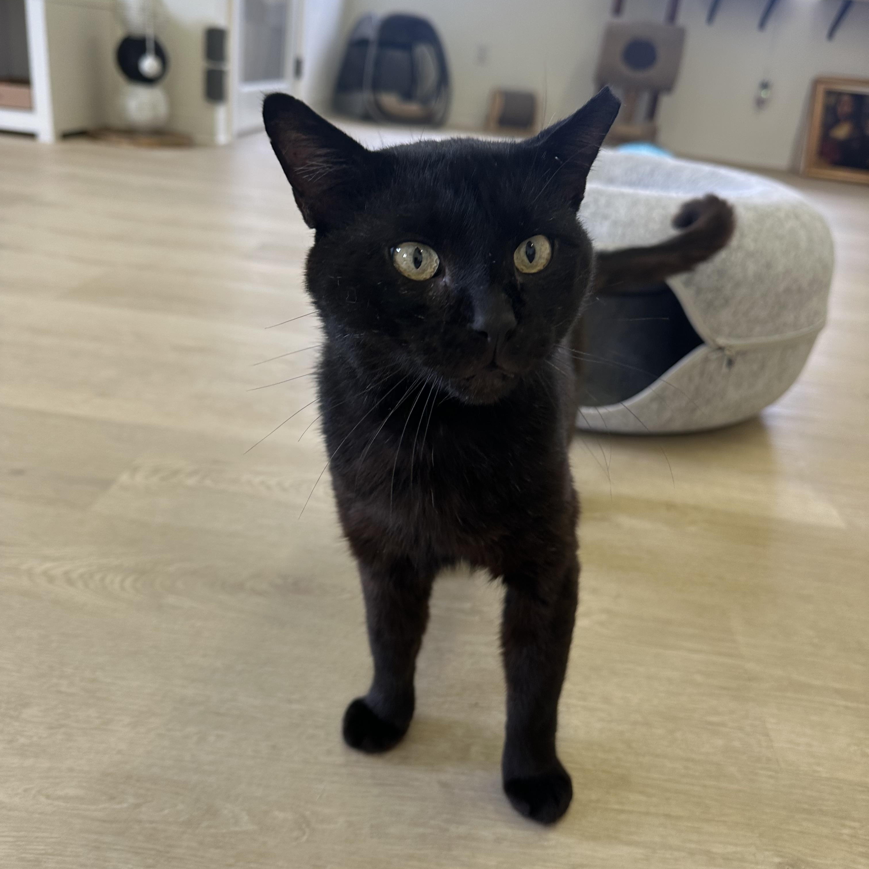 Poe, a Adoptable Domestic Short Hair in Branford, CT image 5/6