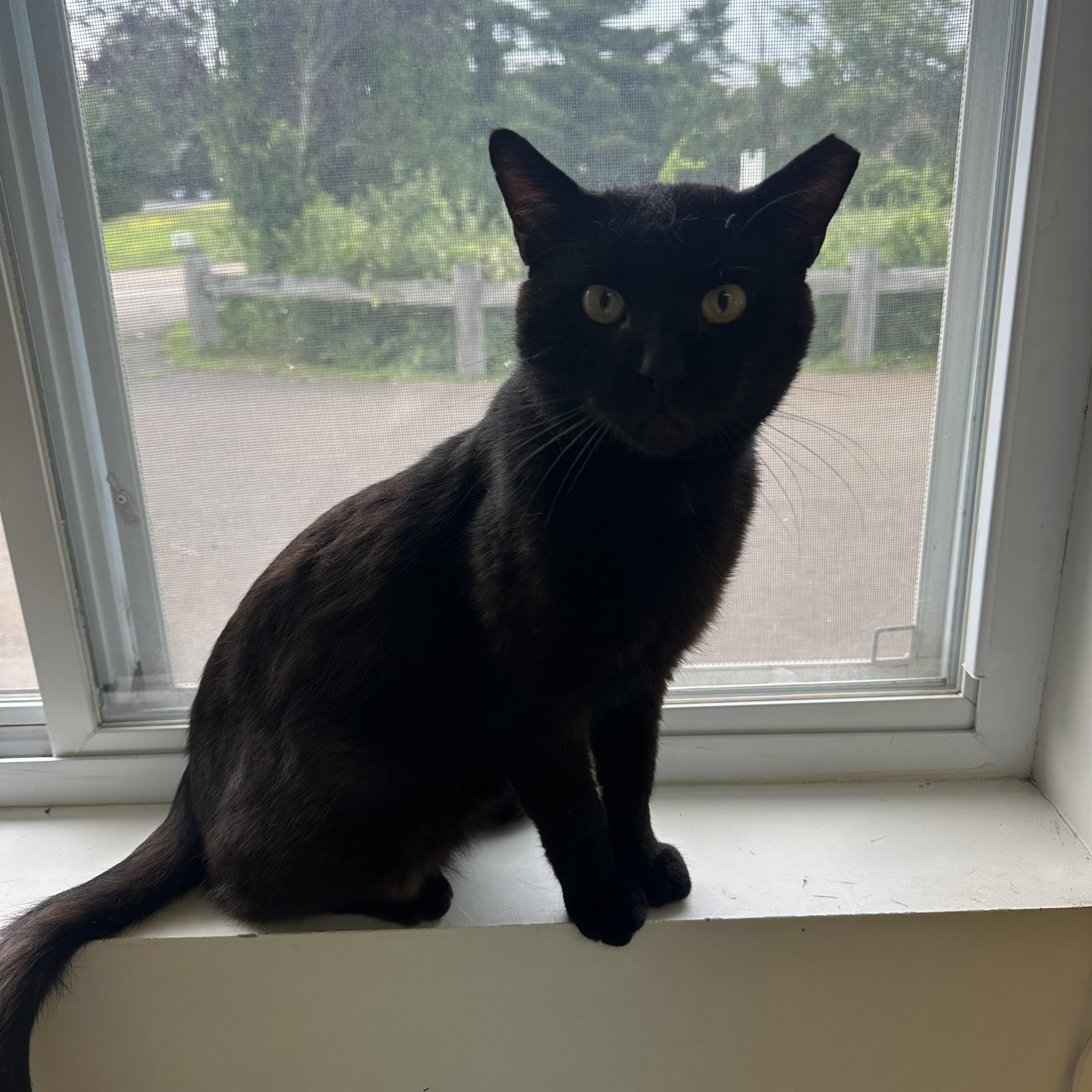 Poe, a Adoptable Domestic Short Hair in Branford, CT image 1/6