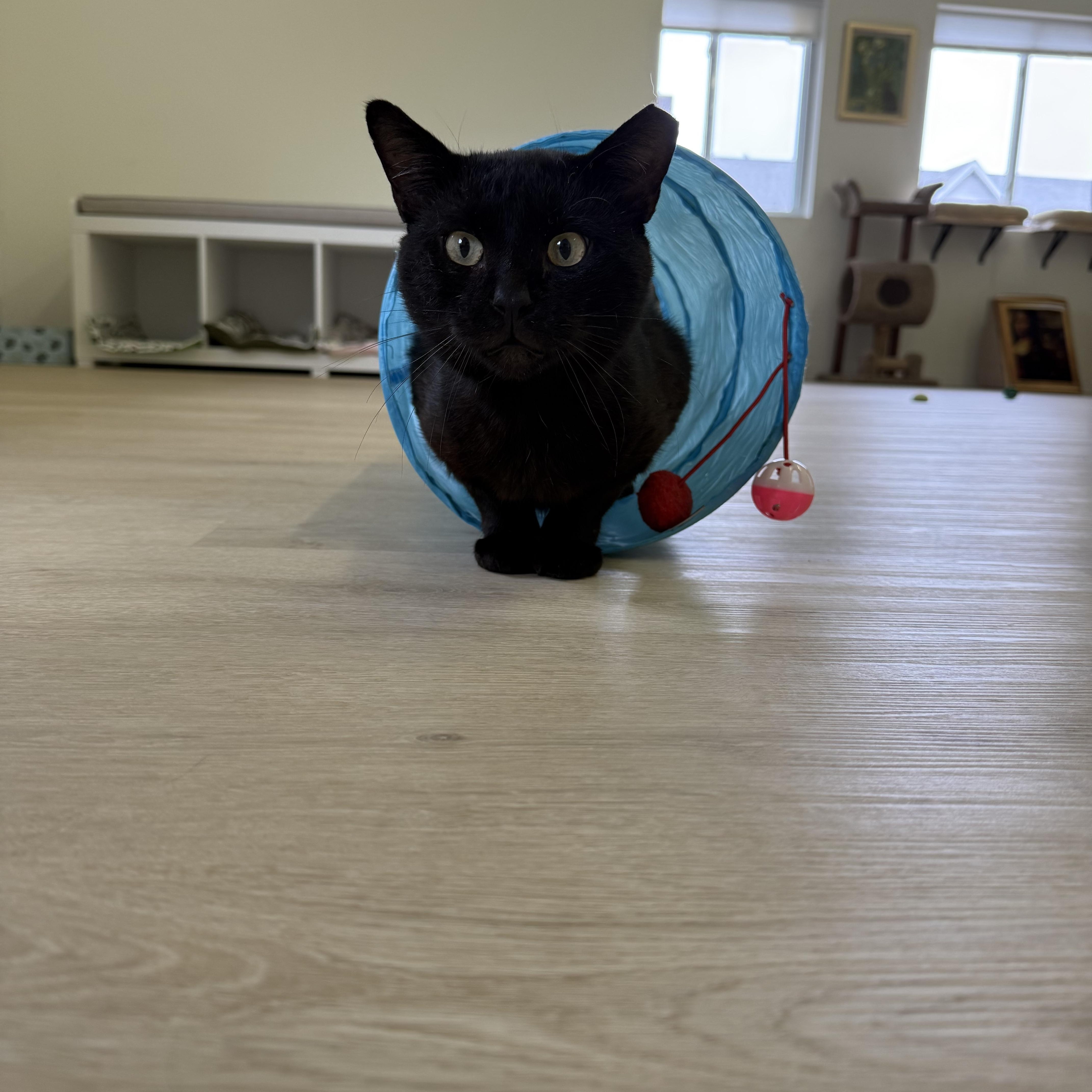 Poe, Adoptable, Young Male Domestic Short Hair.
