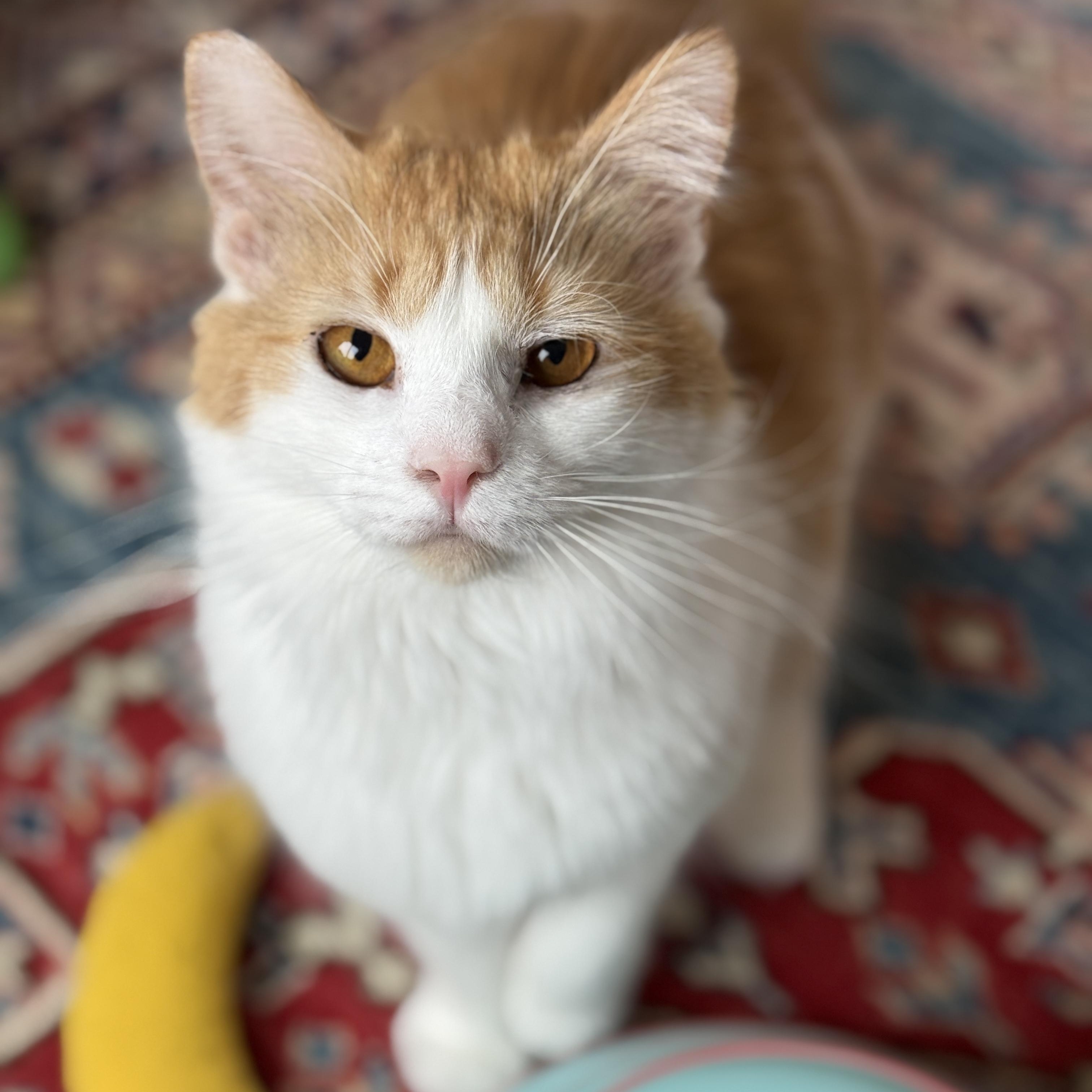 Enlarge Clair de Lune & Soleil (bonded pair), a Adoptable Domestic Medium Hair in Alexandria, VA image 6/6