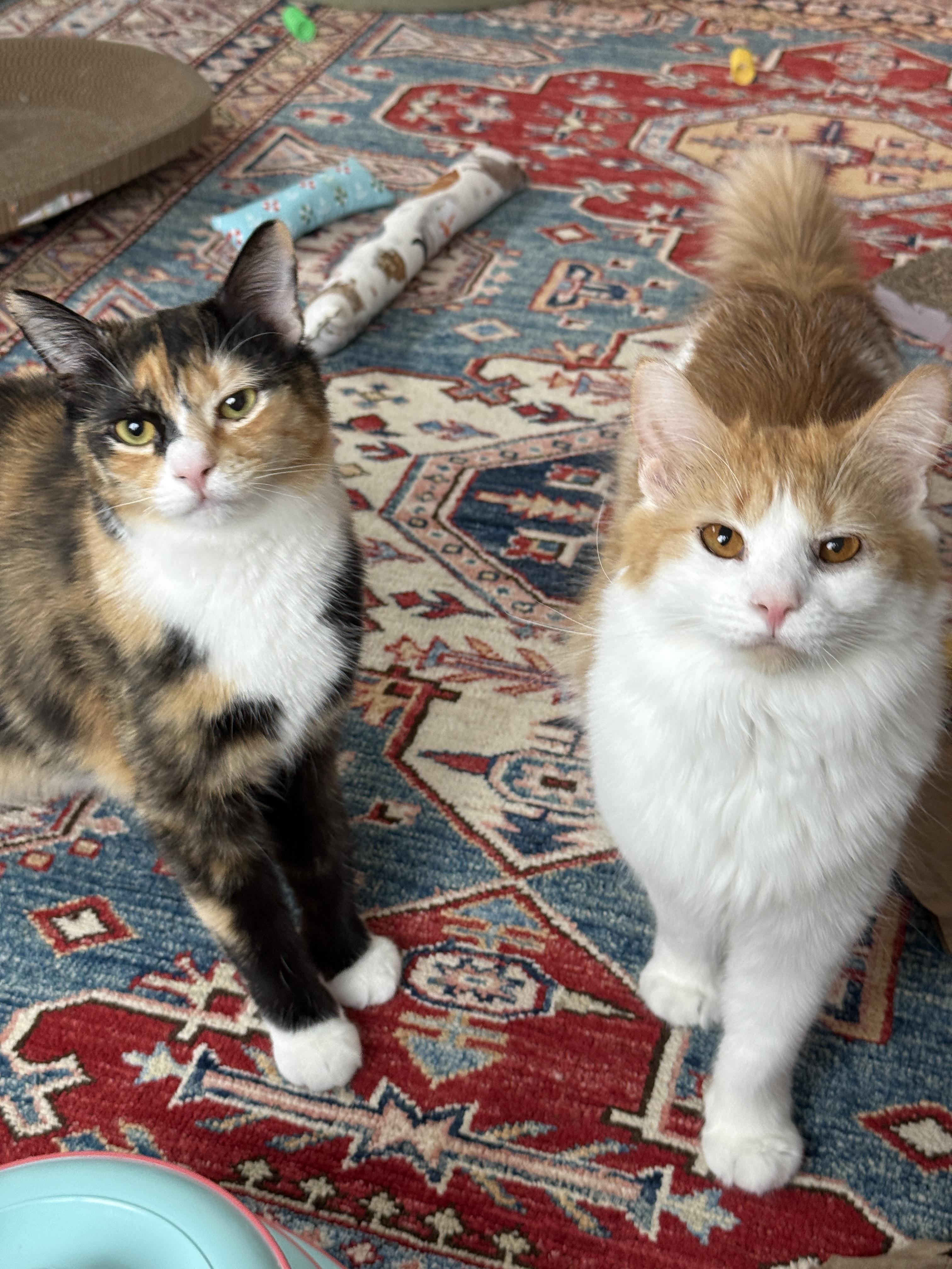 Enlarge Clair de Lune & Soleil (bonded pair), a Adoptable Domestic Medium Hair in Alexandria, VA image 2/6