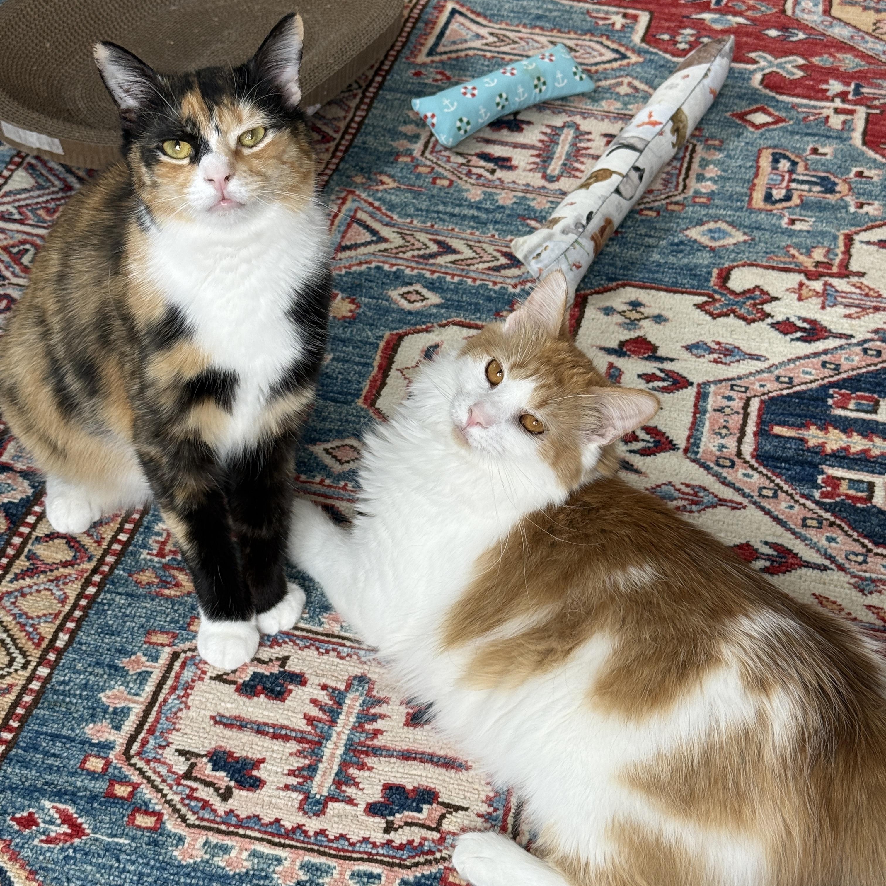 Clair de Lune & Soleil (bonded pair), Adoptable, Young Female Domestic Medium Hair.
