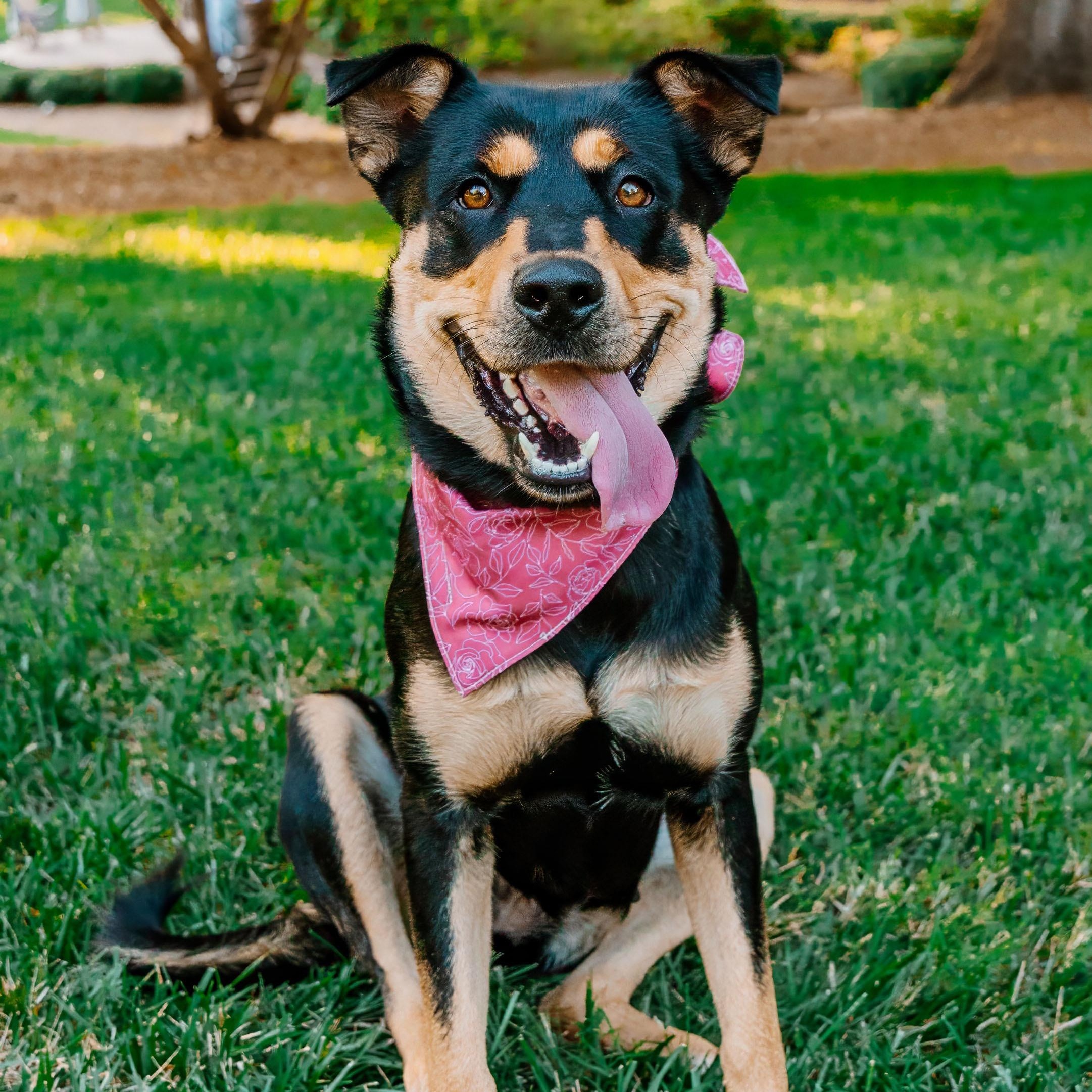 Kova, ADOPTABLE, Young Female German Shepherd Dog & Rottweiler.