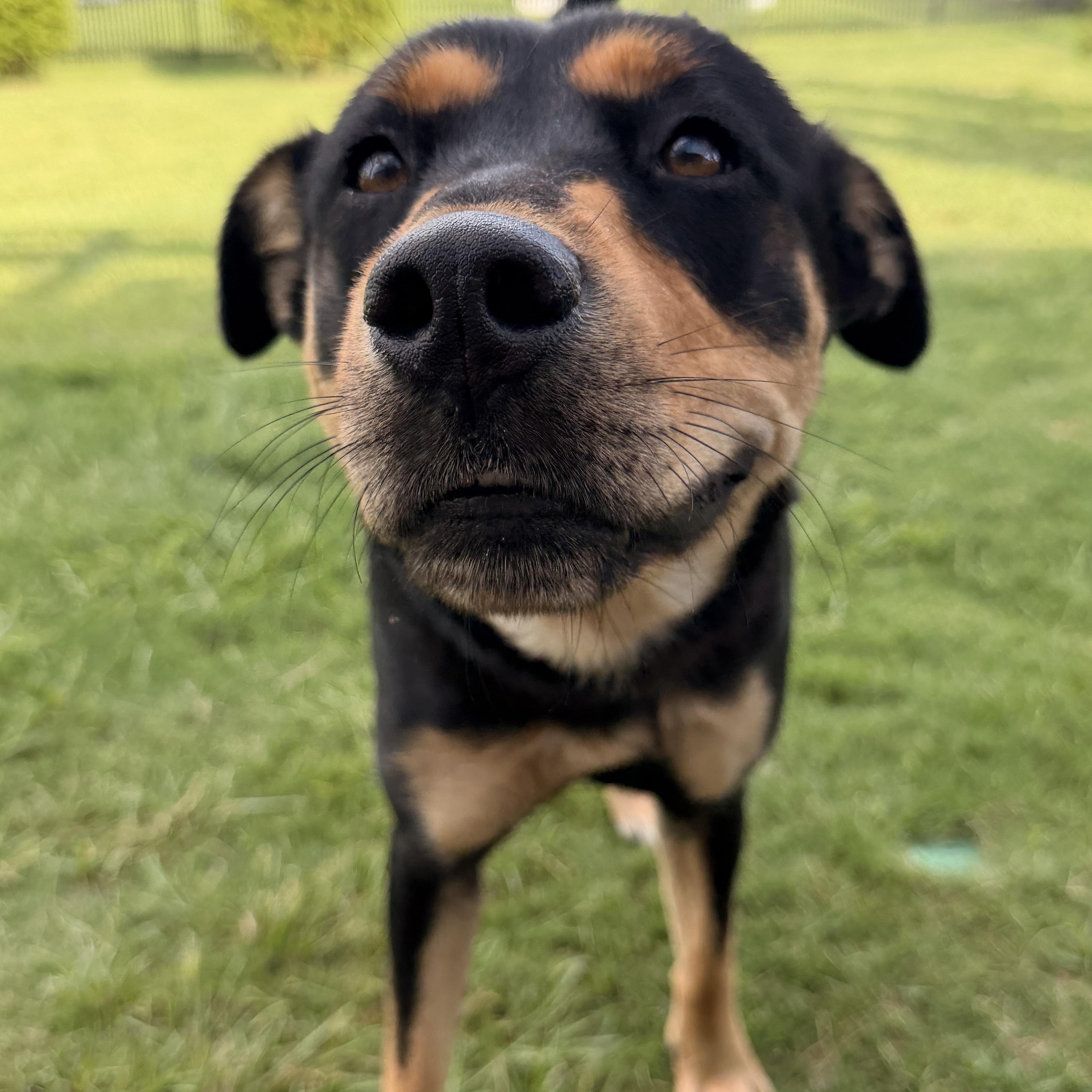 Kova, a ADOPTABLE mixed breed in Rock Hill, SC image 3/6