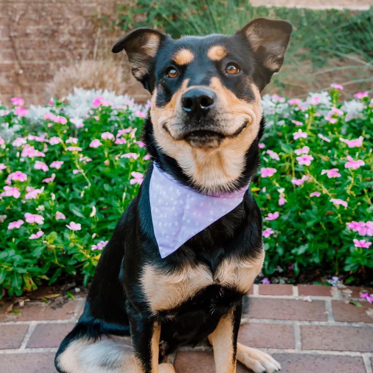 Kova, a ADOPTABLE mixed breed in Rock Hill, SC image 6/6