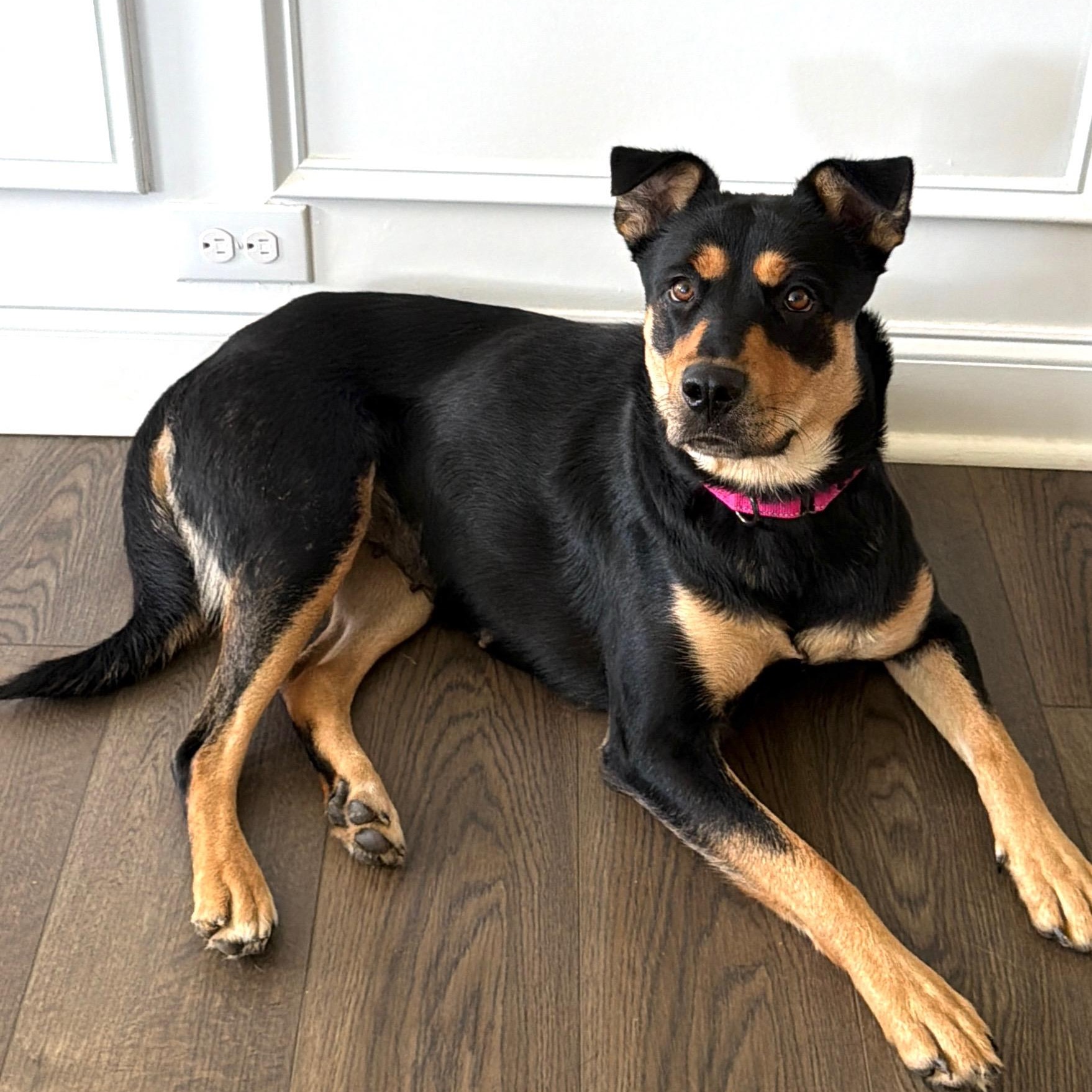 Kova, a ADOPTABLE mixed breed in Rock Hill, SC image 5/6