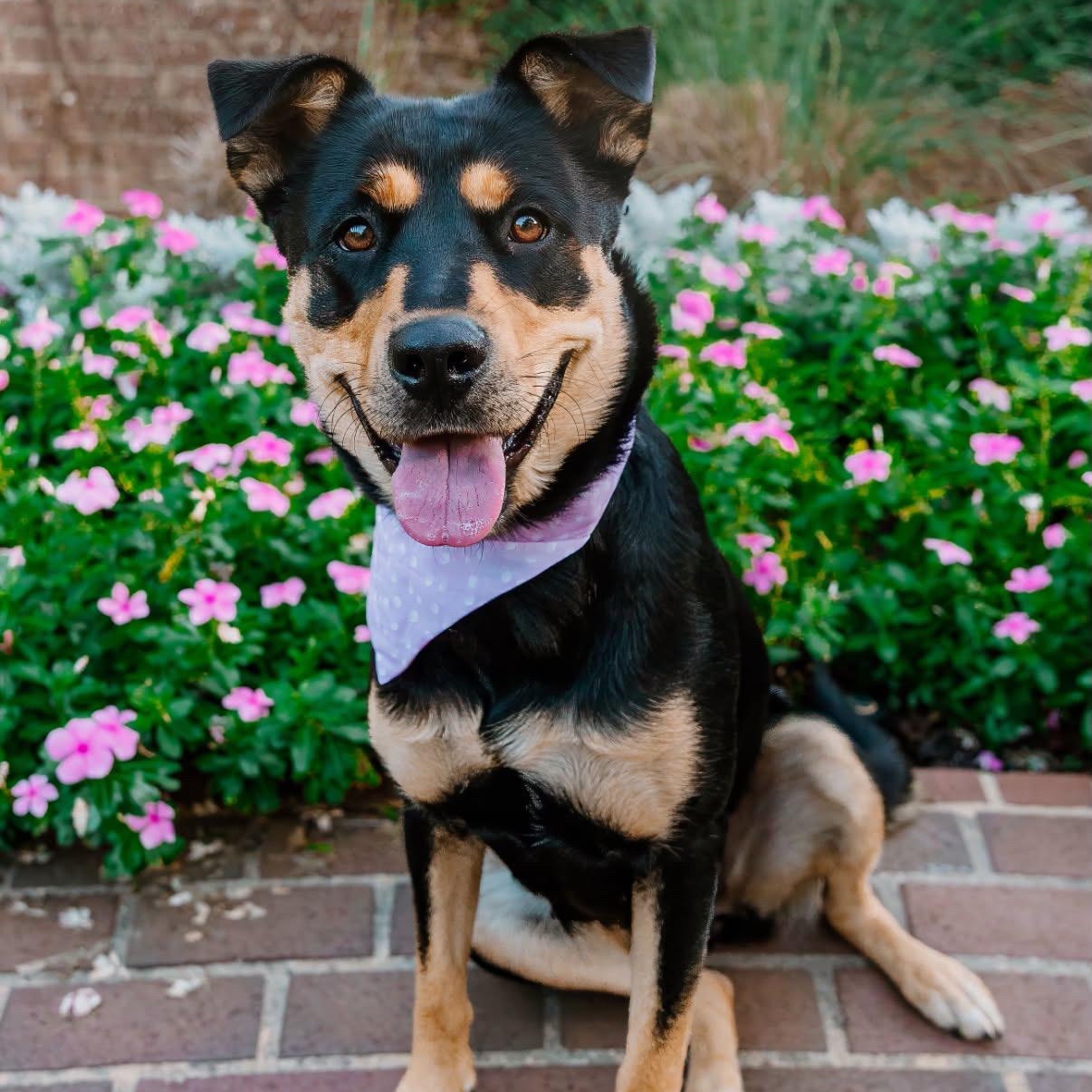 Kova, a ADOPTABLE mixed breed in Rock Hill, SC image 2/6