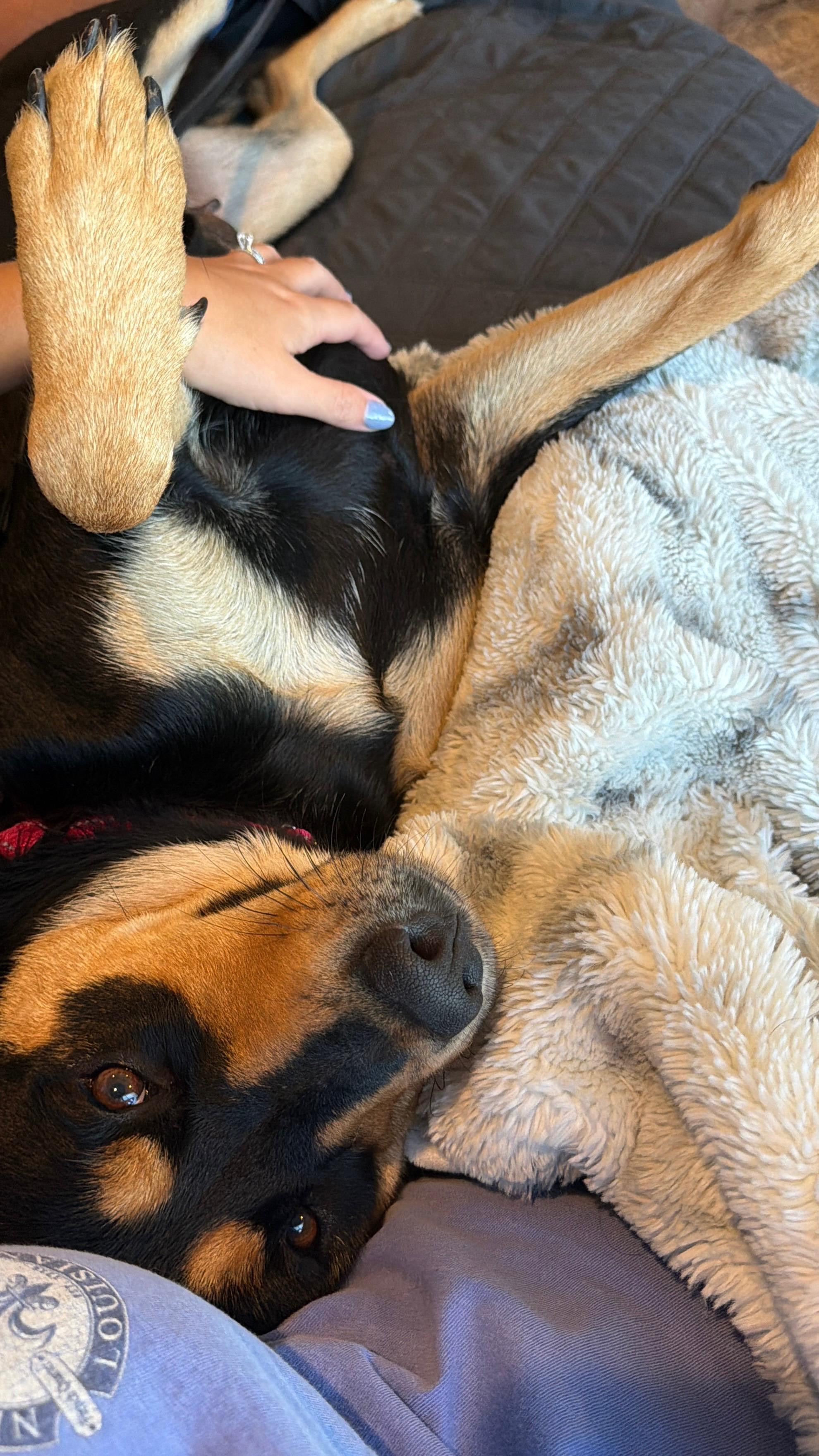 Kova, a ADOPTABLE mixed breed in Rock Hill, SC image 4/6