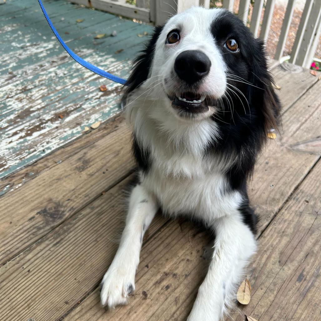 Rhome (Benefactor Dog) — thumbnail 2