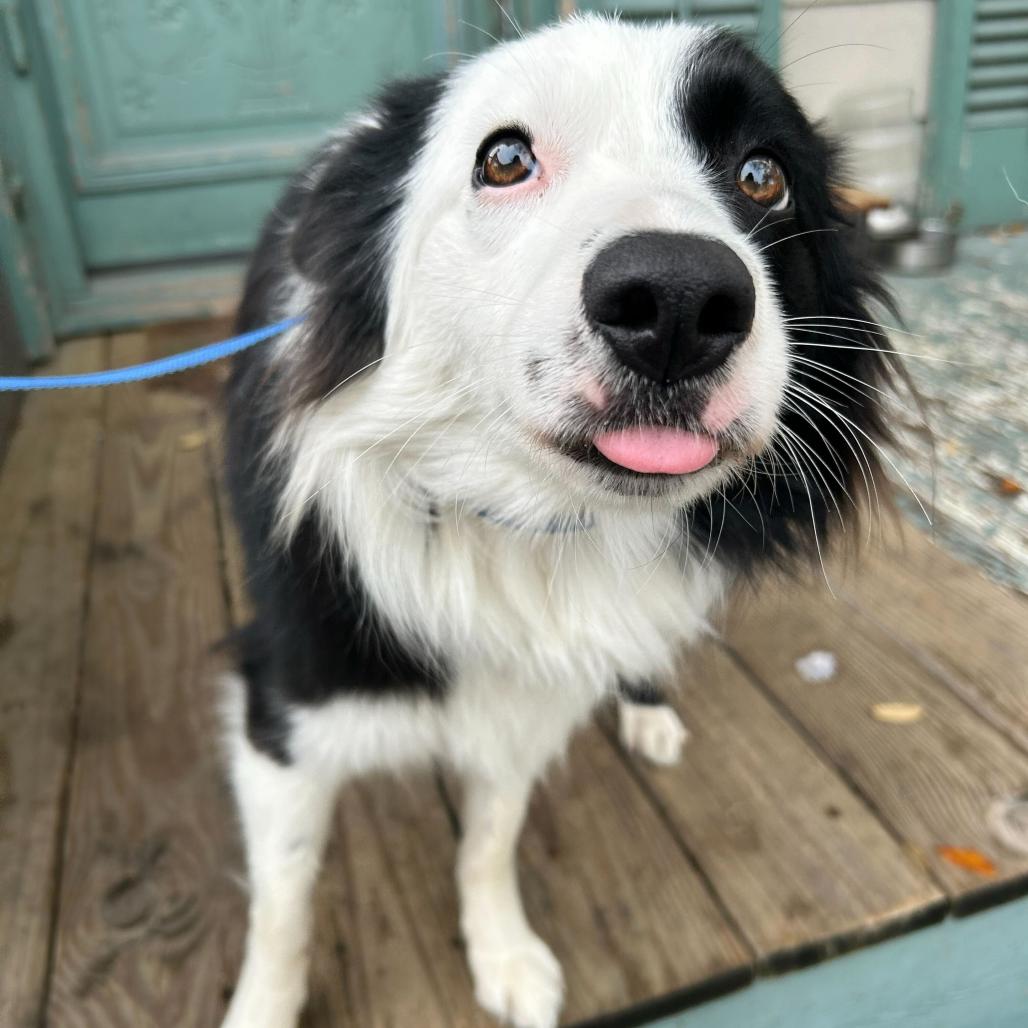 Rhome (Benefactor Dog) — thumbnail 3