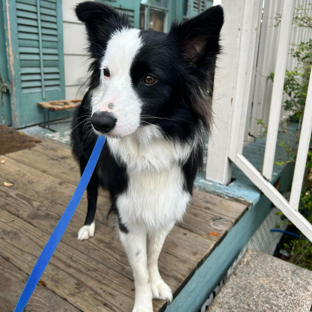 Rhome (Benefactor Dog) — thumbnail 4