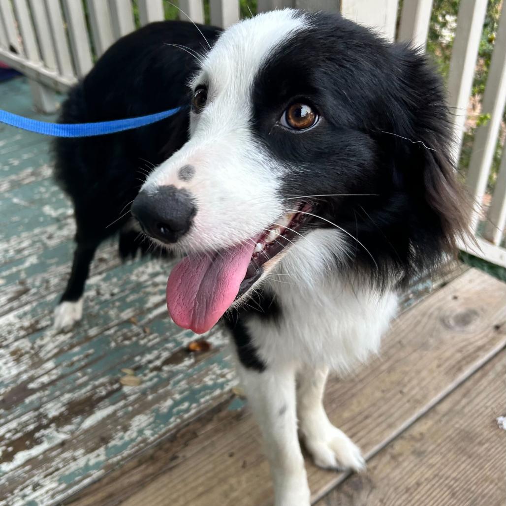 Rhome (Benefactor Dog) — thumbnail 5