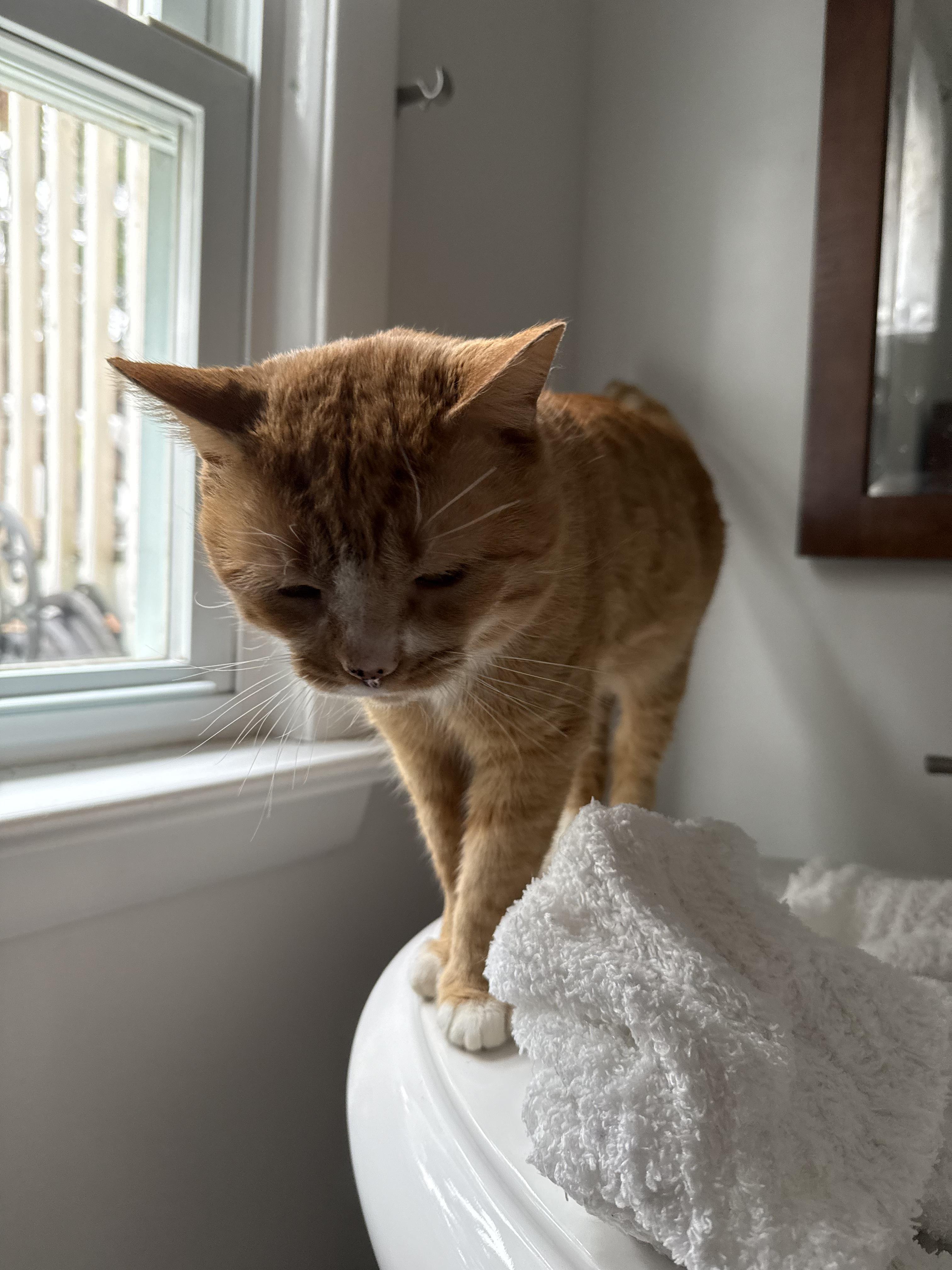 Sunny ( courtesy post), a Adoptable Domestic Short Hair in North Haledon, NJ image 1/3