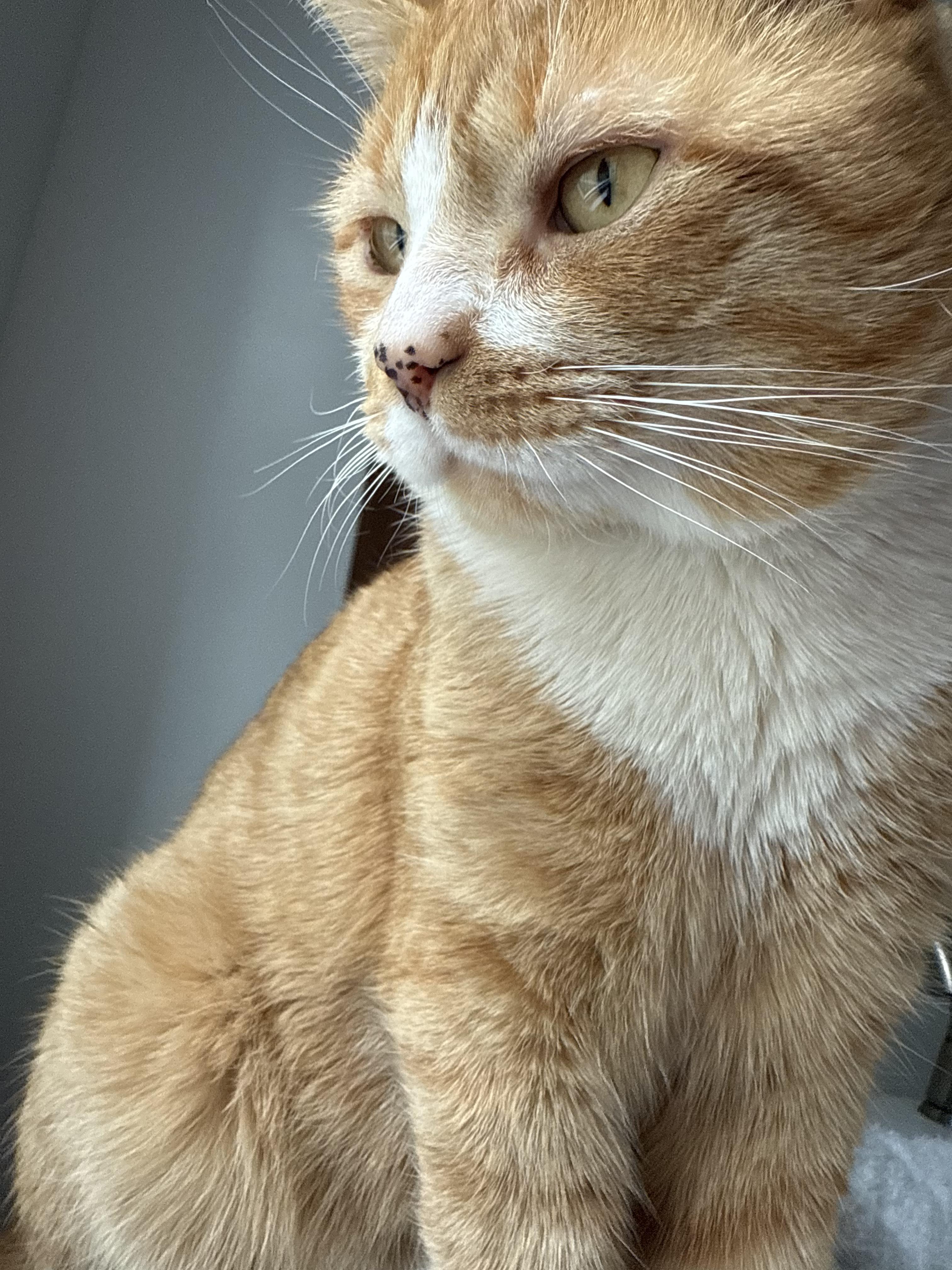 Sunny ( courtesy post), a Adoptable Domestic Short Hair in North Haledon, NJ image 2/3