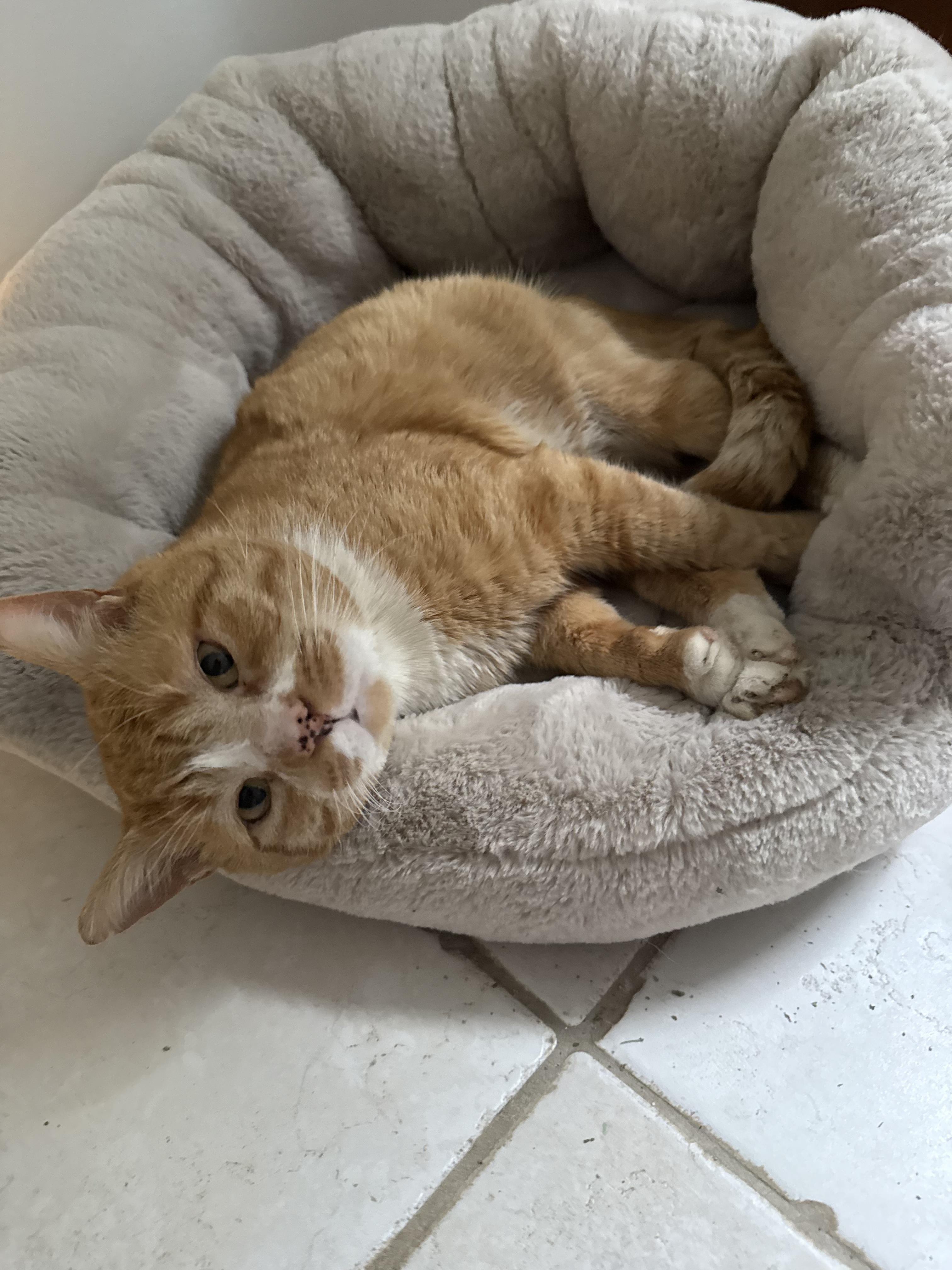 Sunny ( courtesy post), a Adoptable Domestic Short Hair in North Haledon, NJ image 3/3