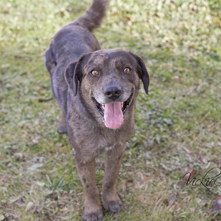 Brutus, Adoptable, Adult Male Catahoula Leopard Dog & Mixed Breed.