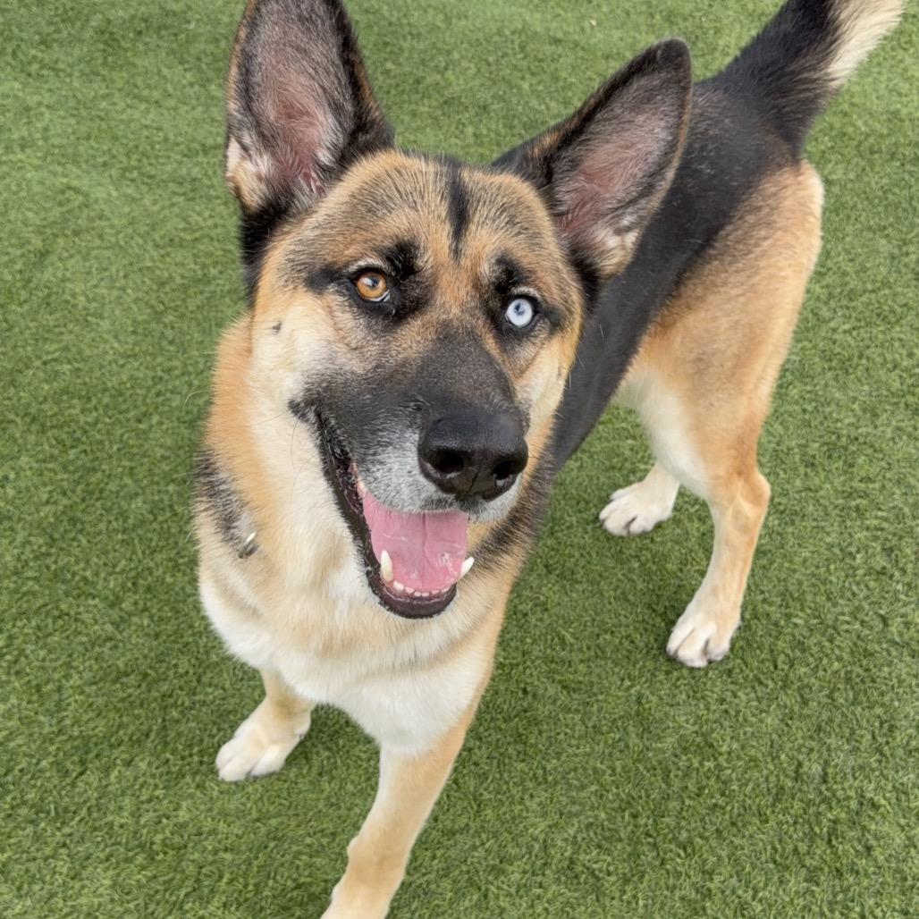 Courage A2126387, a Adoptable mixed breed in Mission Hills, CA image 2/6