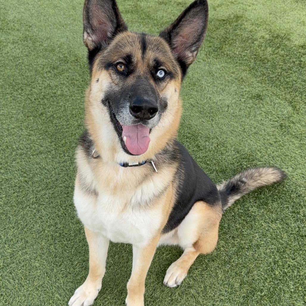 Courage A2126387, a Adoptable mixed breed in Mission Hills, CA image 3/6