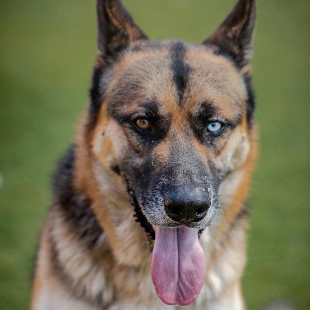 Courage A2126387, a Adoptable mixed breed in Mission Hills, CA image 5/6