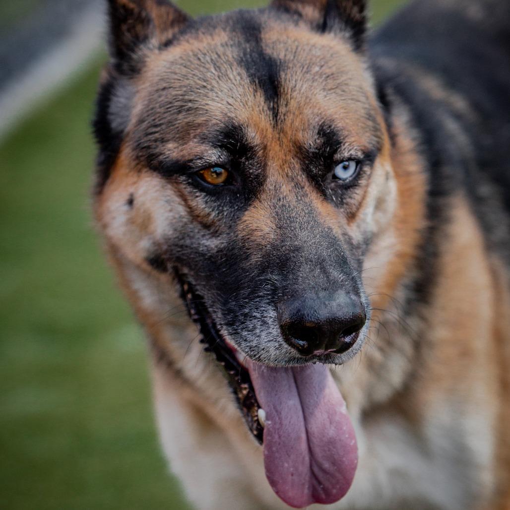 Courage A2126387, a Adoptable mixed breed in Mission Hills, CA image 5/6