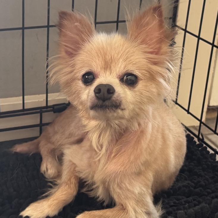 Scar, a Adoptable mixed breed in Kokomo, IN image 1/5