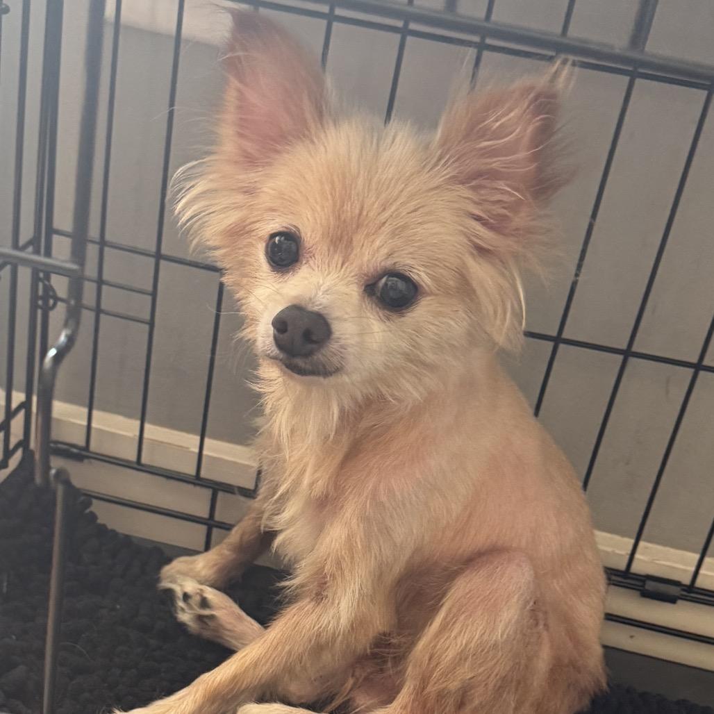 Scar, a Adoptable mixed breed in Kokomo, IN image 4/5