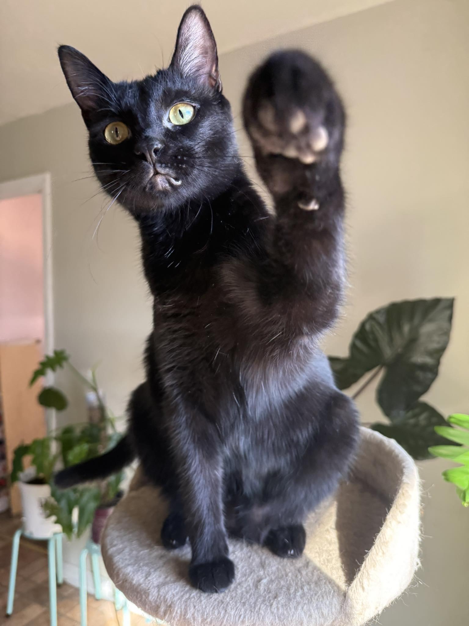 Bethany, ADOPTABLE, Young Female Domestic Short Hair.