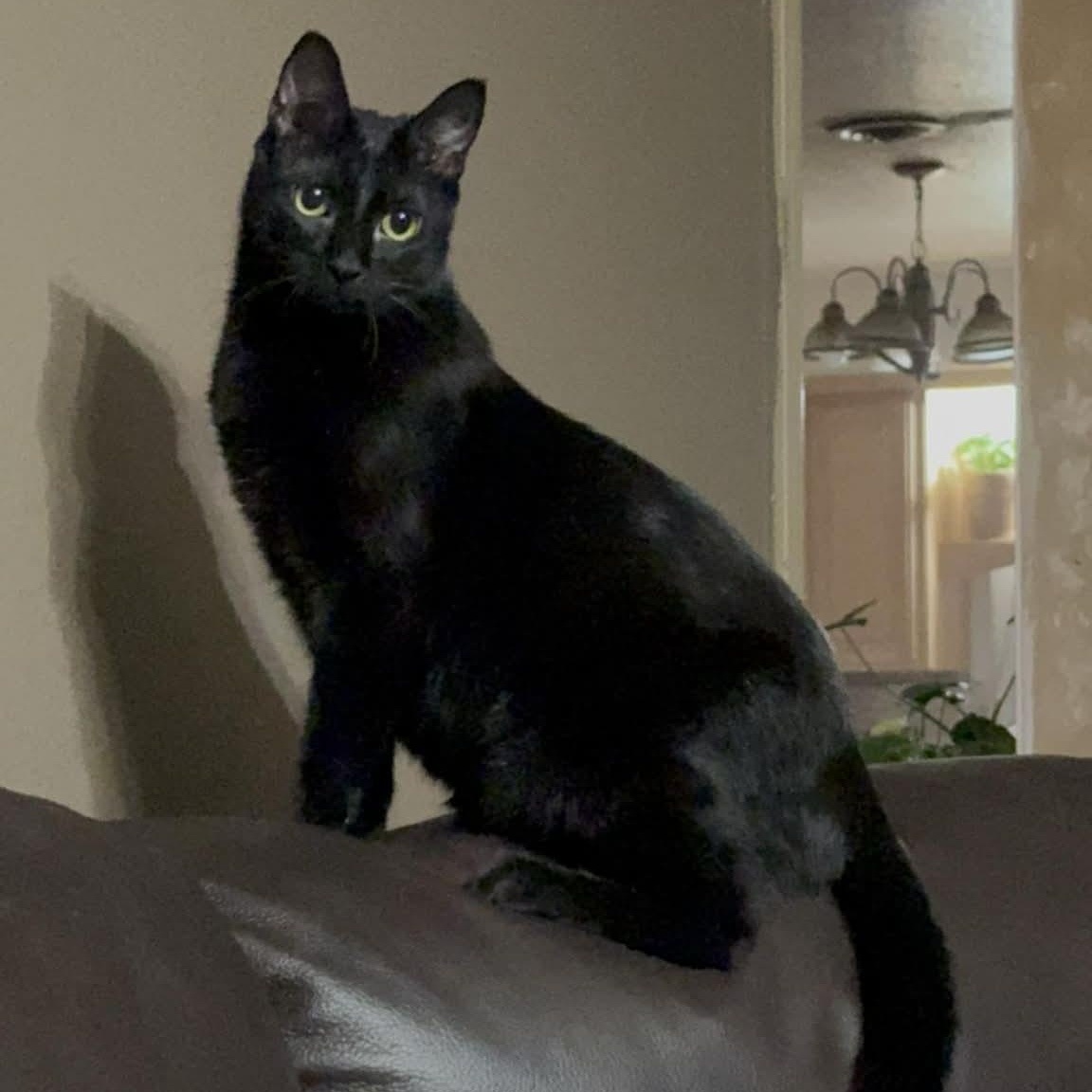 Enlarge Bethany, a ADOPTABLE mixed breed in Oklahoma City, OK image 5/5