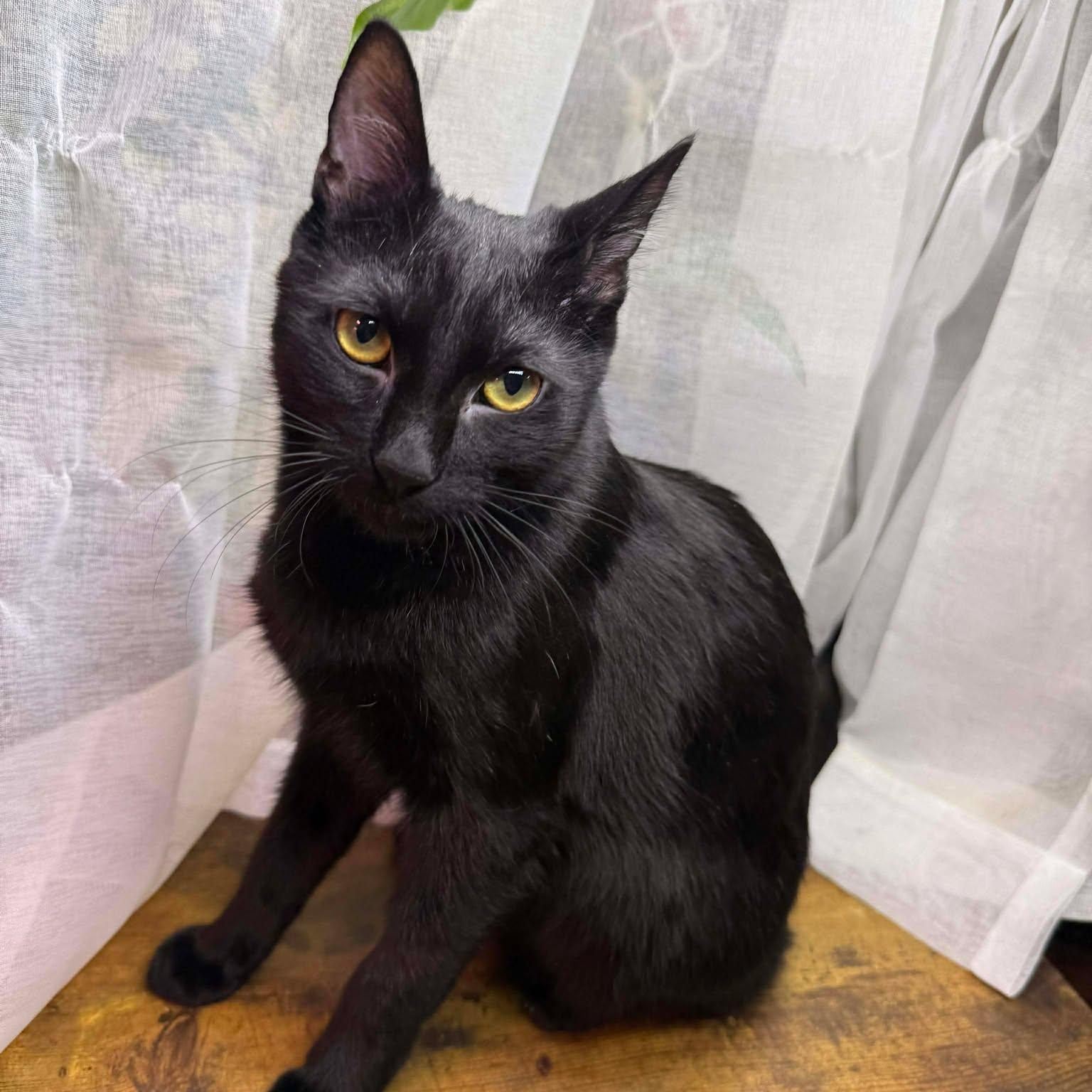 Bethany, ADOPTABLE, Young Female Domestic Short Hair.