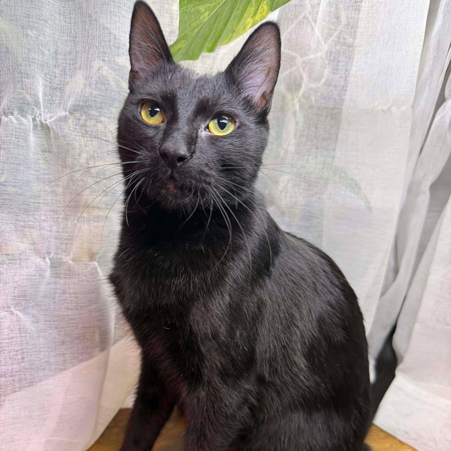 Enlarge Bethany, a ADOPTABLE mixed breed in Oklahoma City, OK image 3/5