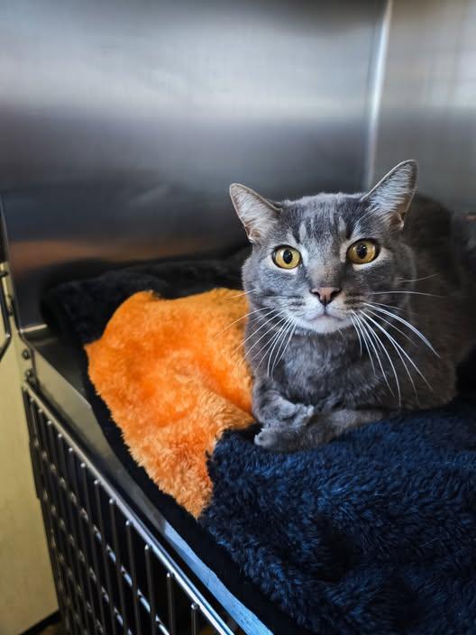 Enlarge Scooter, a Adoptable Domestic Short Hair in Prineville, OR image 1/1