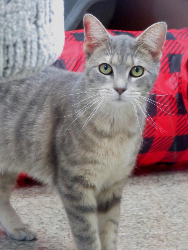 Aluminum, a Adoptable American Shorthair in Van Wert, OH image 1/2
