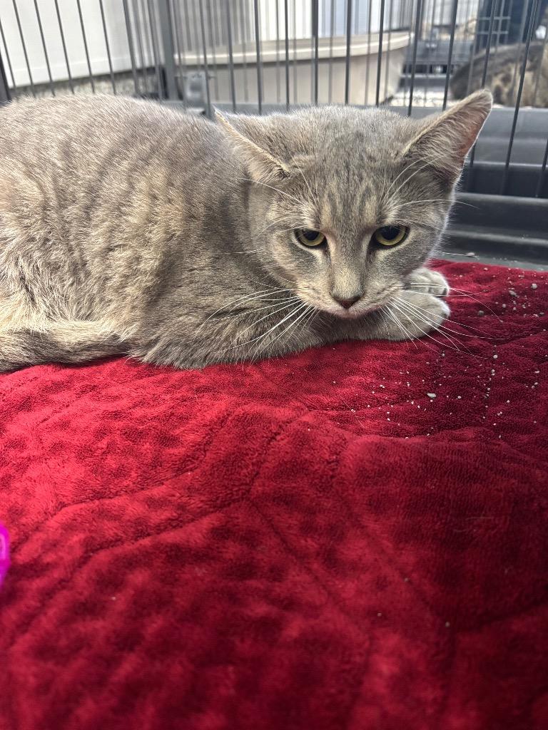 Aluminum, Adoptable, Kitten Male American Shorthair.