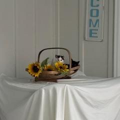 Enlarge Booker, a Adoptable Domestic Short Hair in Granville, OH image 1/3