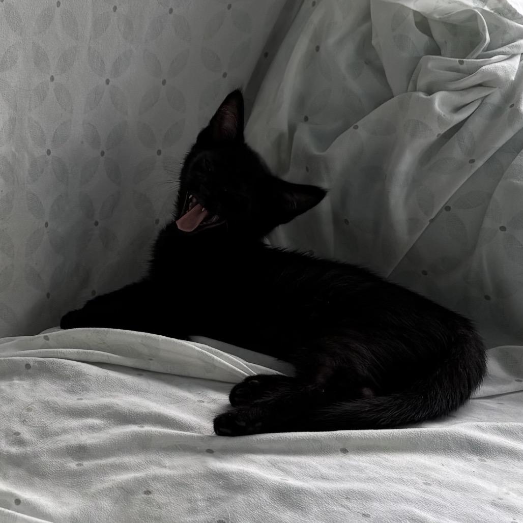 Enlarge Booker, a Adoptable Domestic Short Hair in Granville, OH image 2/3