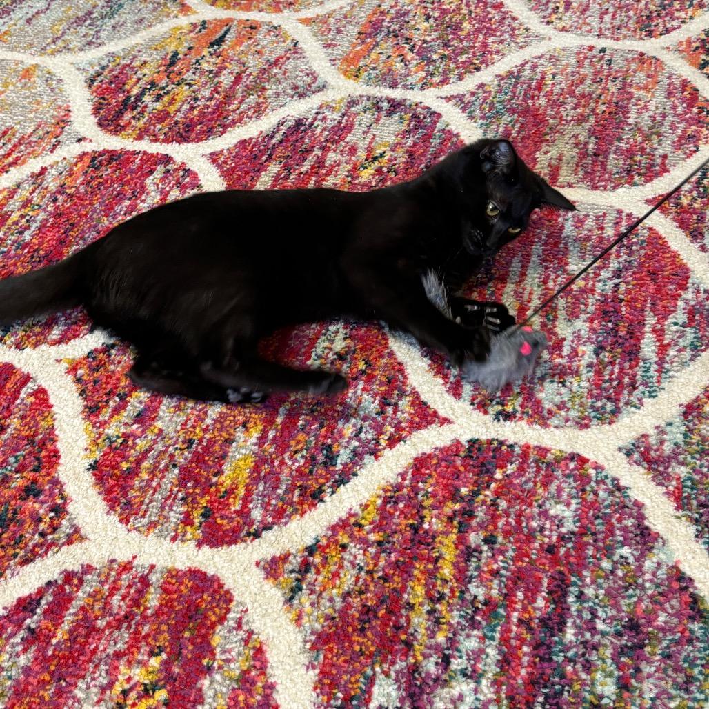 Booker, a Adoptable Domestic Short Hair in Granville, OH image 1/3