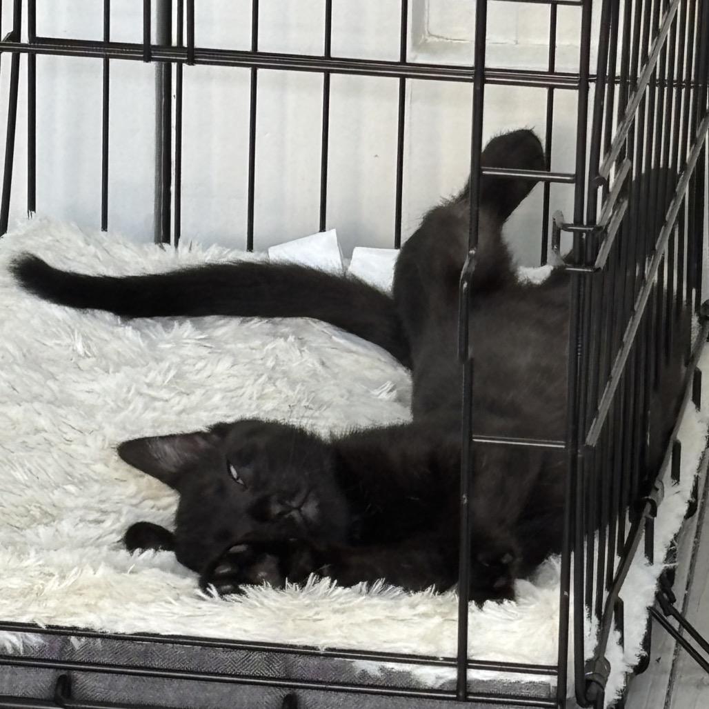 Enlarge Booker, a Adoptable Domestic Short Hair in Granville, OH image 3/3