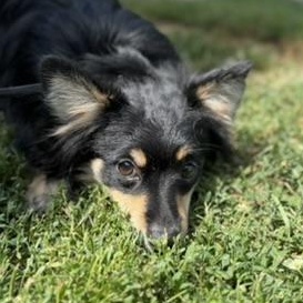 Enlarge Wentworth, a ADOPTABLE mixed breed in Alma, MI image 1/2