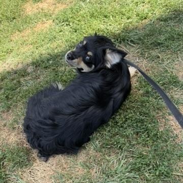 Enlarge Wentworth, a ADOPTABLE mixed breed in Alma, MI image 2/2