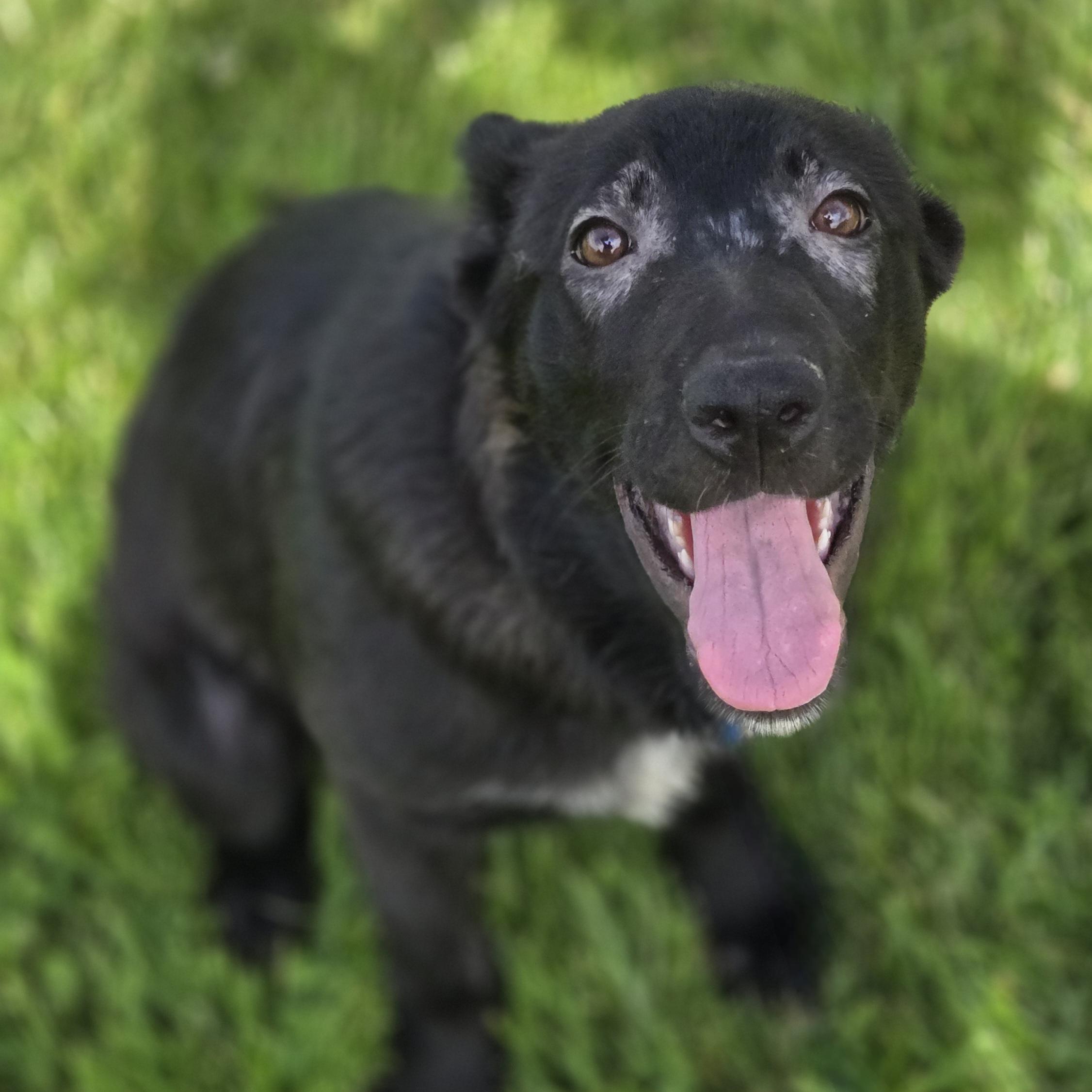 Foofa, a Adoptable mixed breed in Normal, IL image 5/6